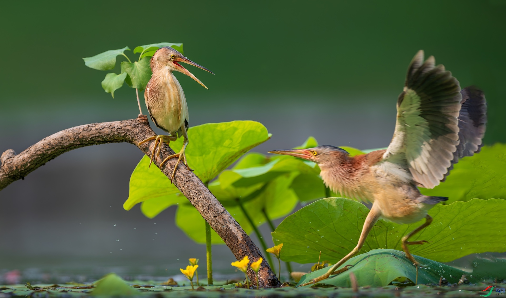 1_DSC2343-����ǿ-NR ����-1.jpeg