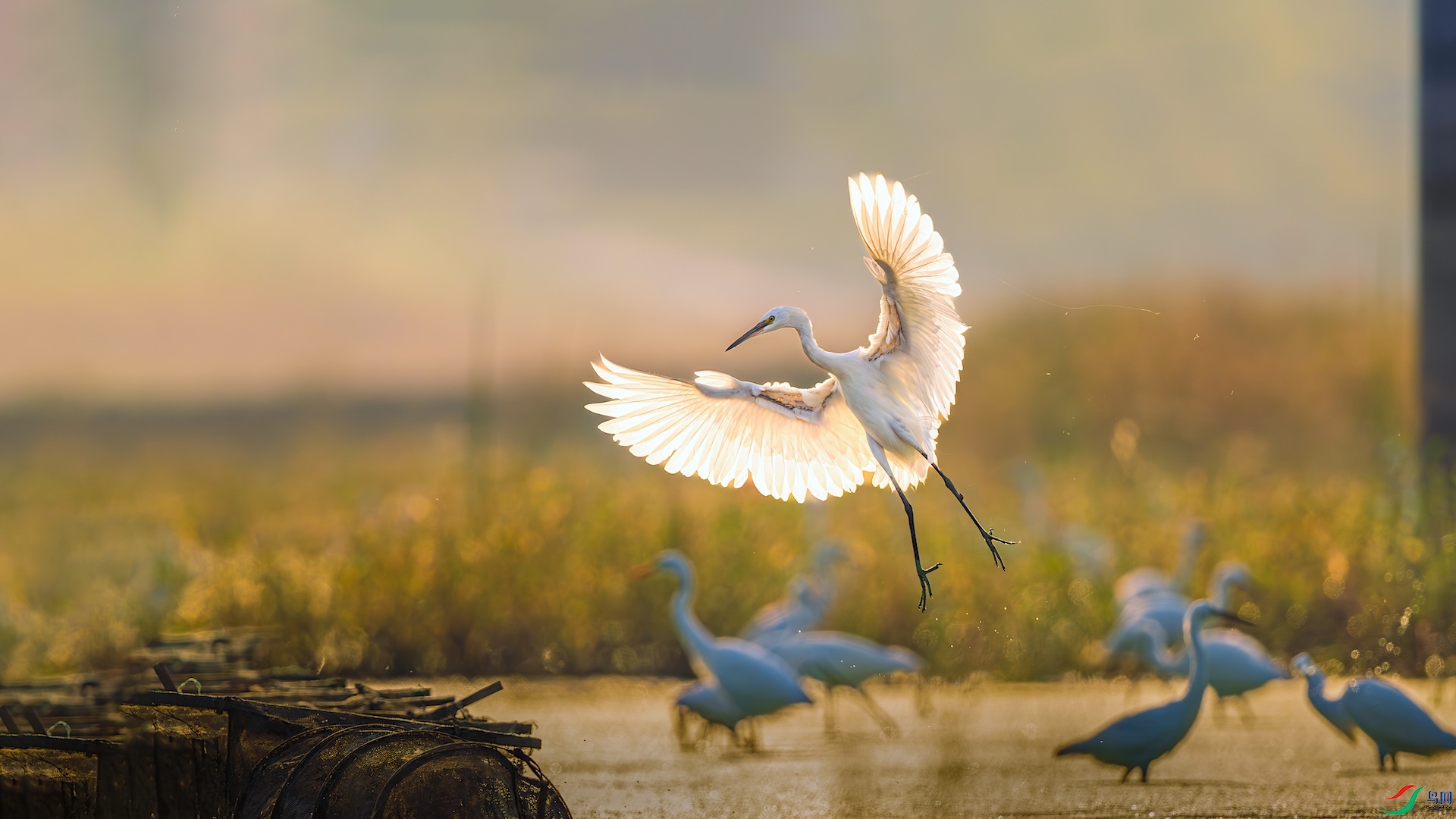 4XXL_1696-����ǿ-NR ����.jpeg