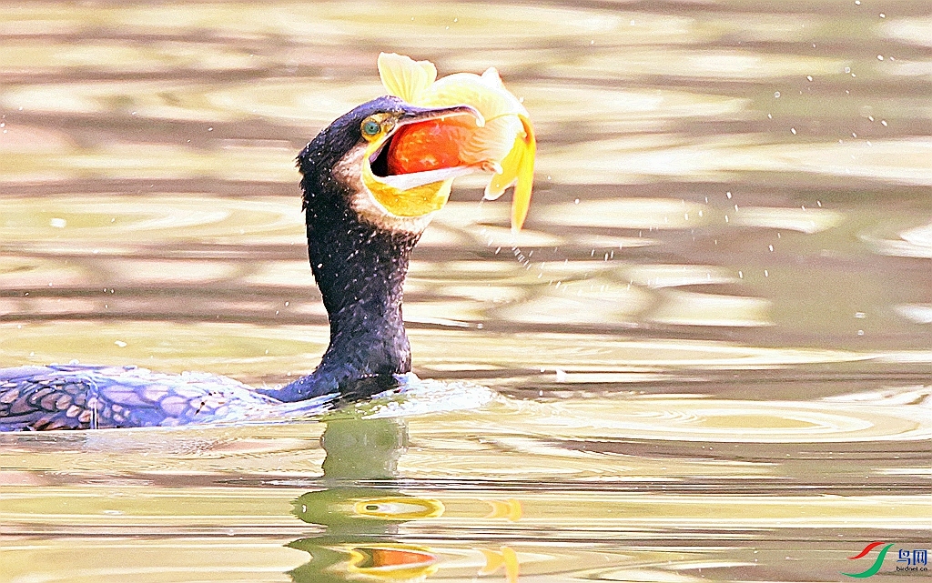 DSC_9831.JPG