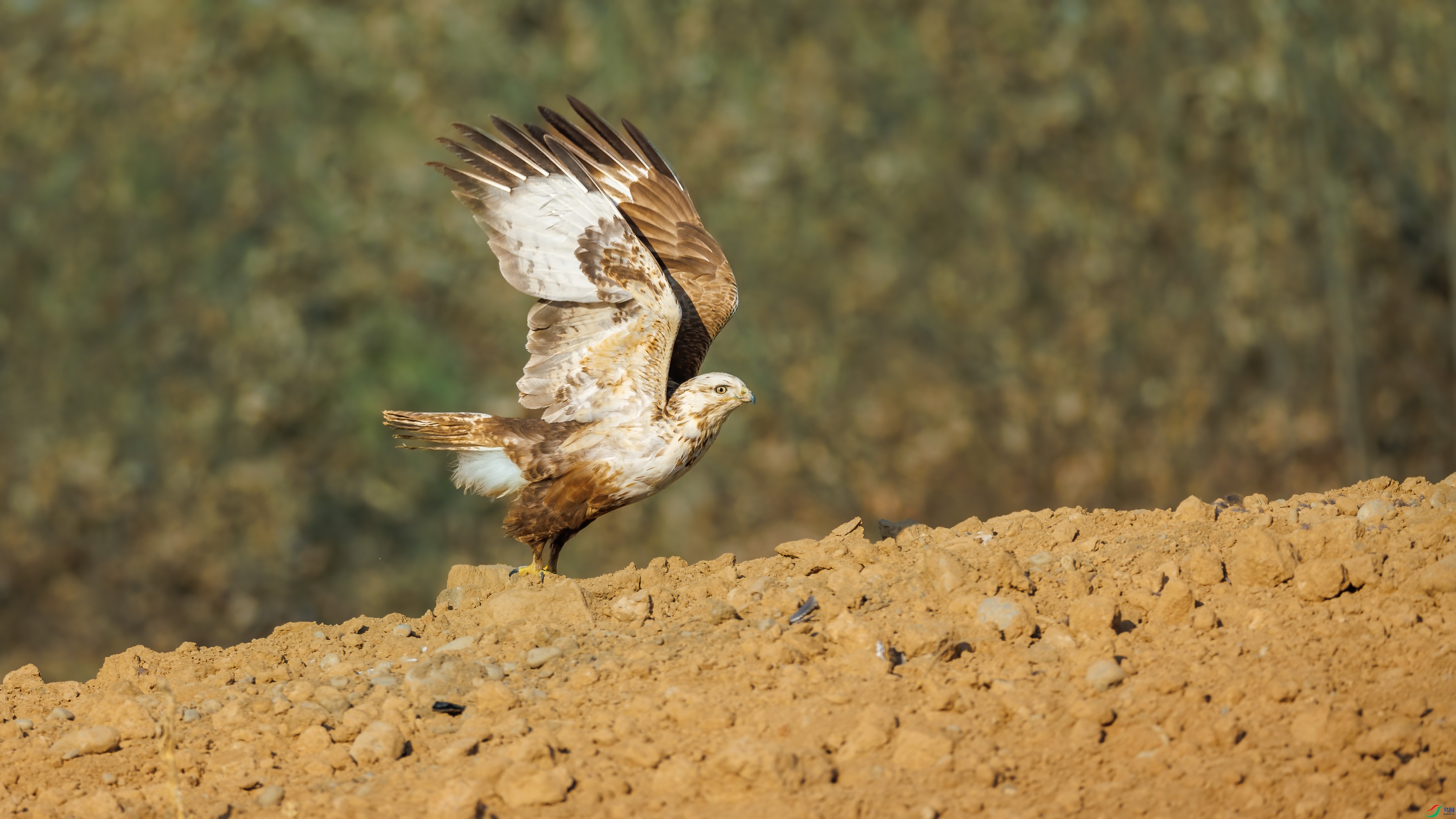 IMG_7259 ����.jpg