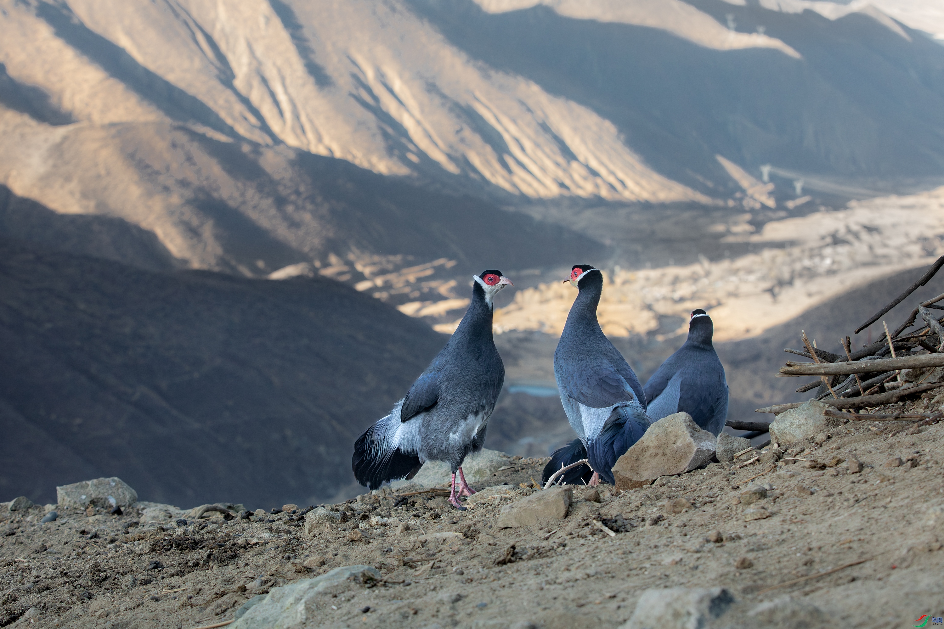 _S5A9881-����ǿ-NR ����.jpg