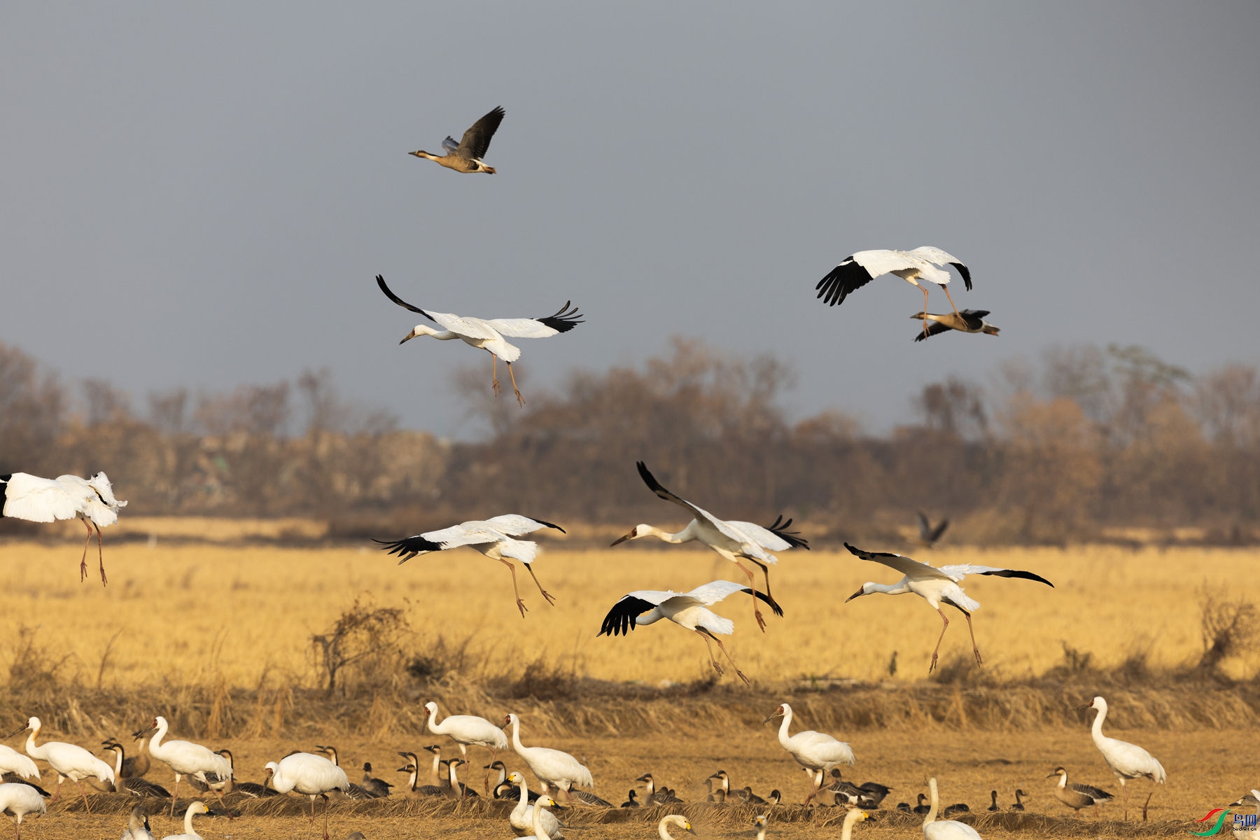 ��ש����1