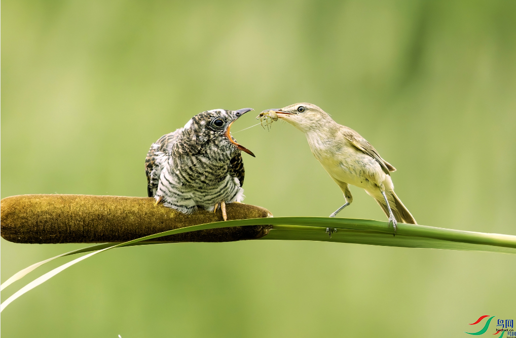 ���Ŀ���  ���У��ٻ����������3.png