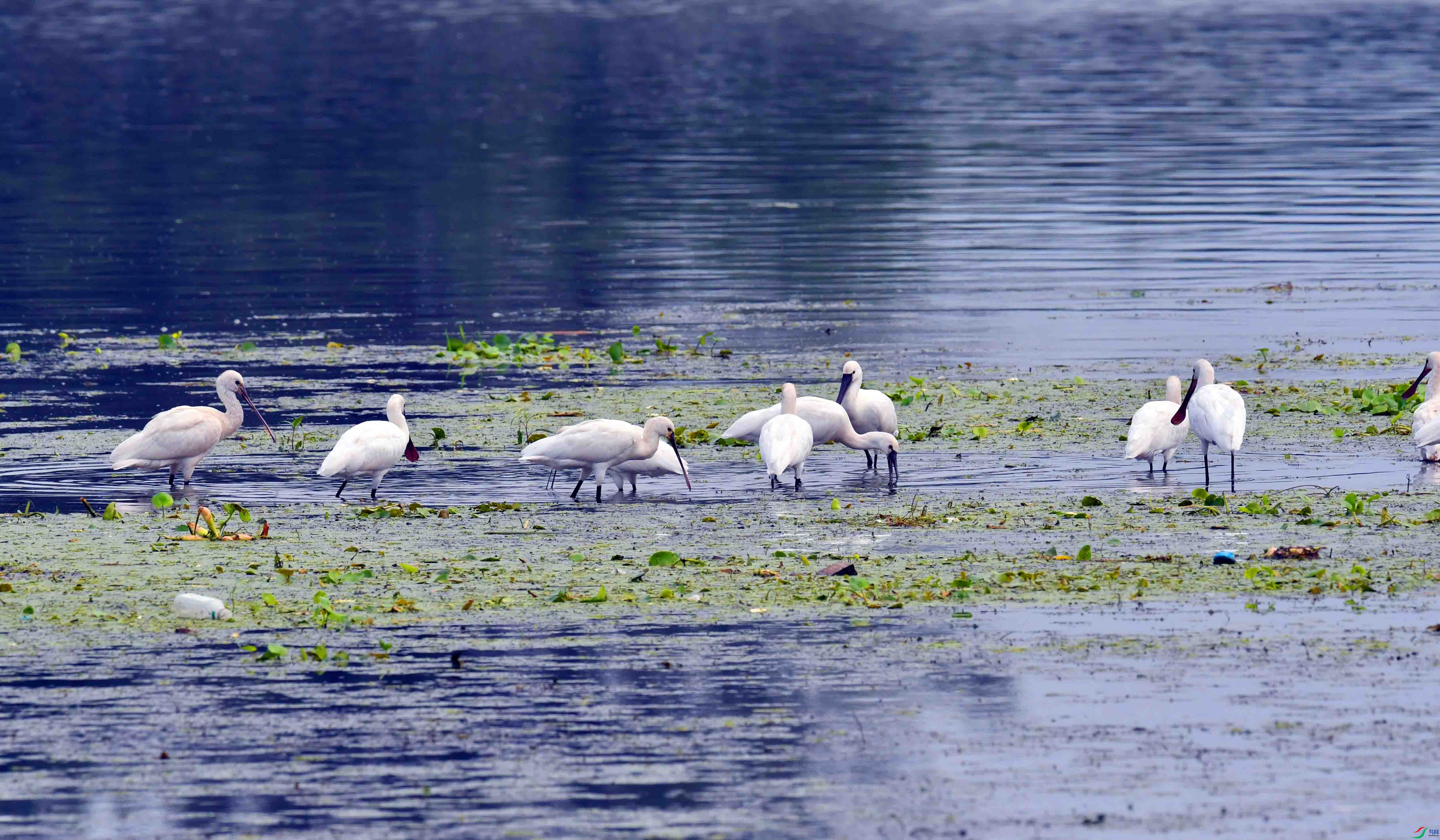 DSC_8295.JPG