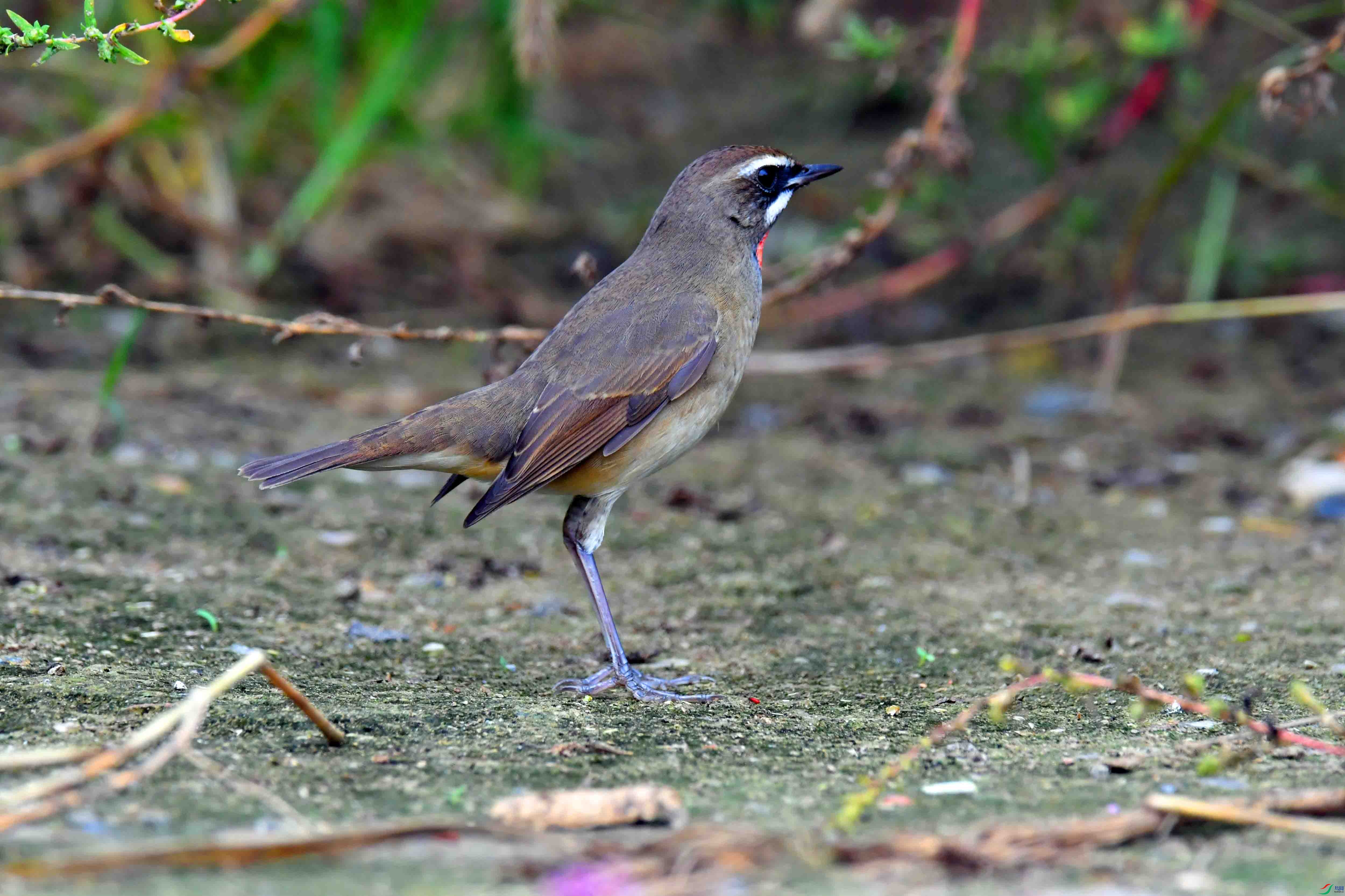 DSC_3602.JPG