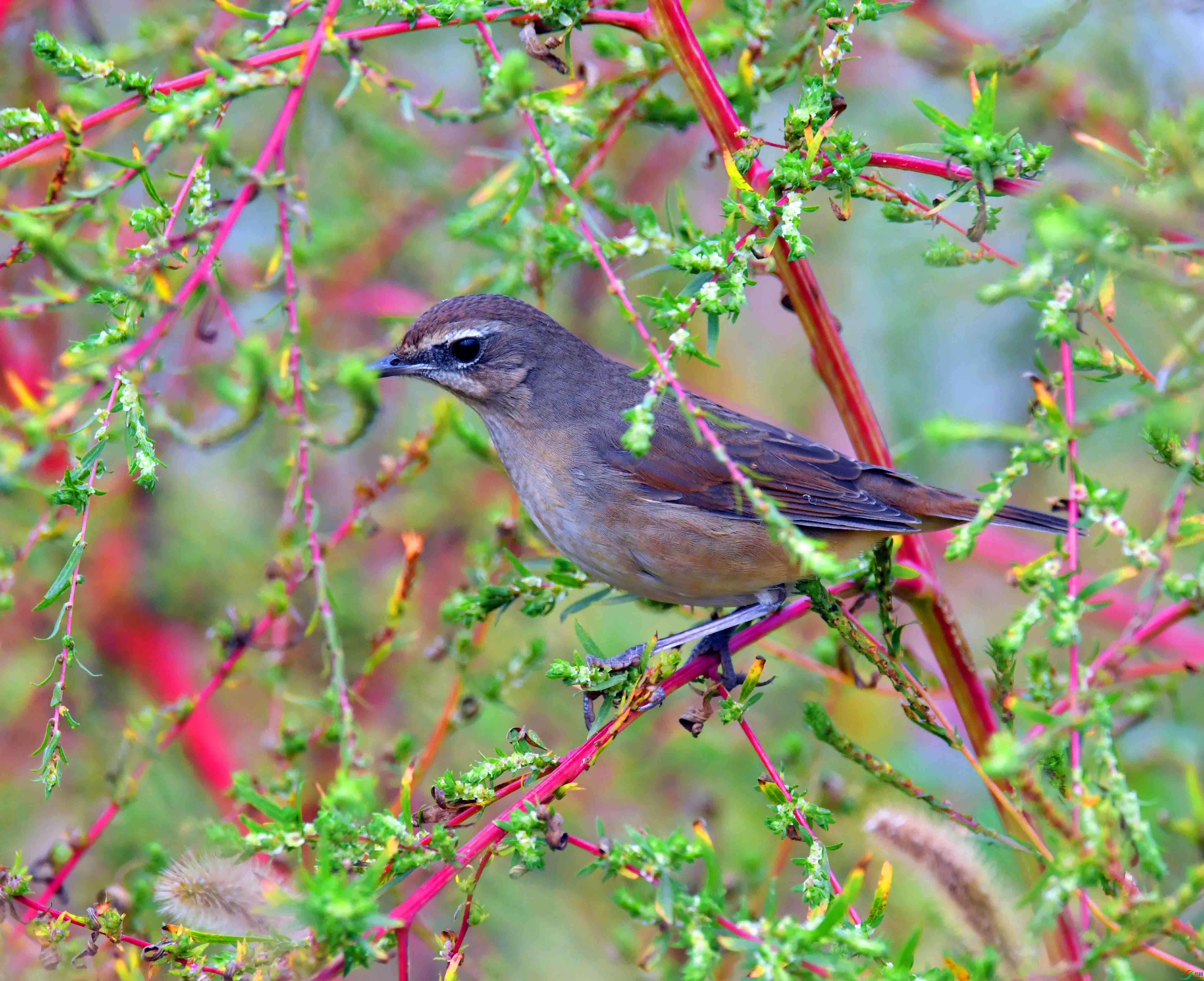 DSC_3664.JPG