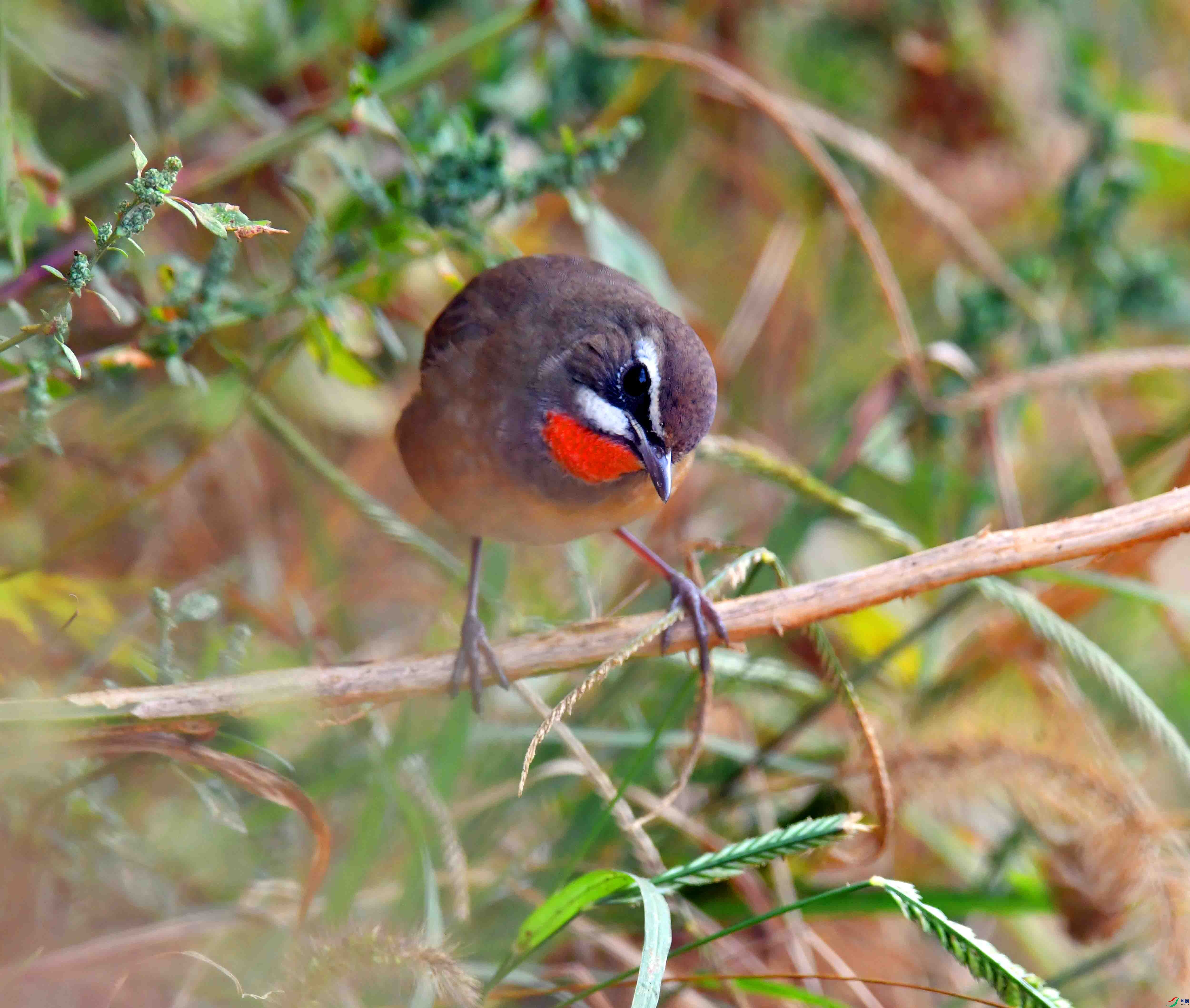 DSC_4219.JPG