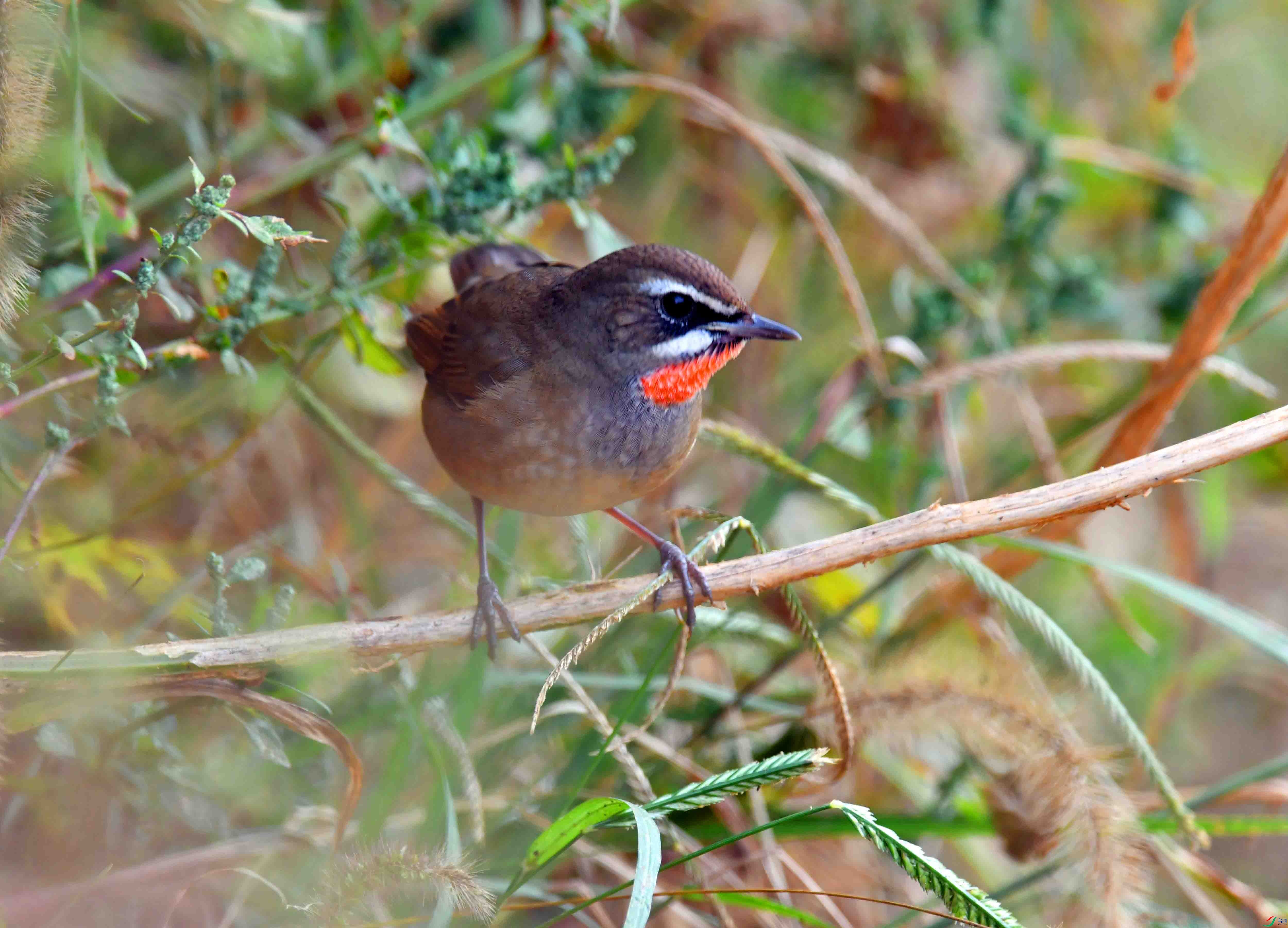 DSC_4220.JPG