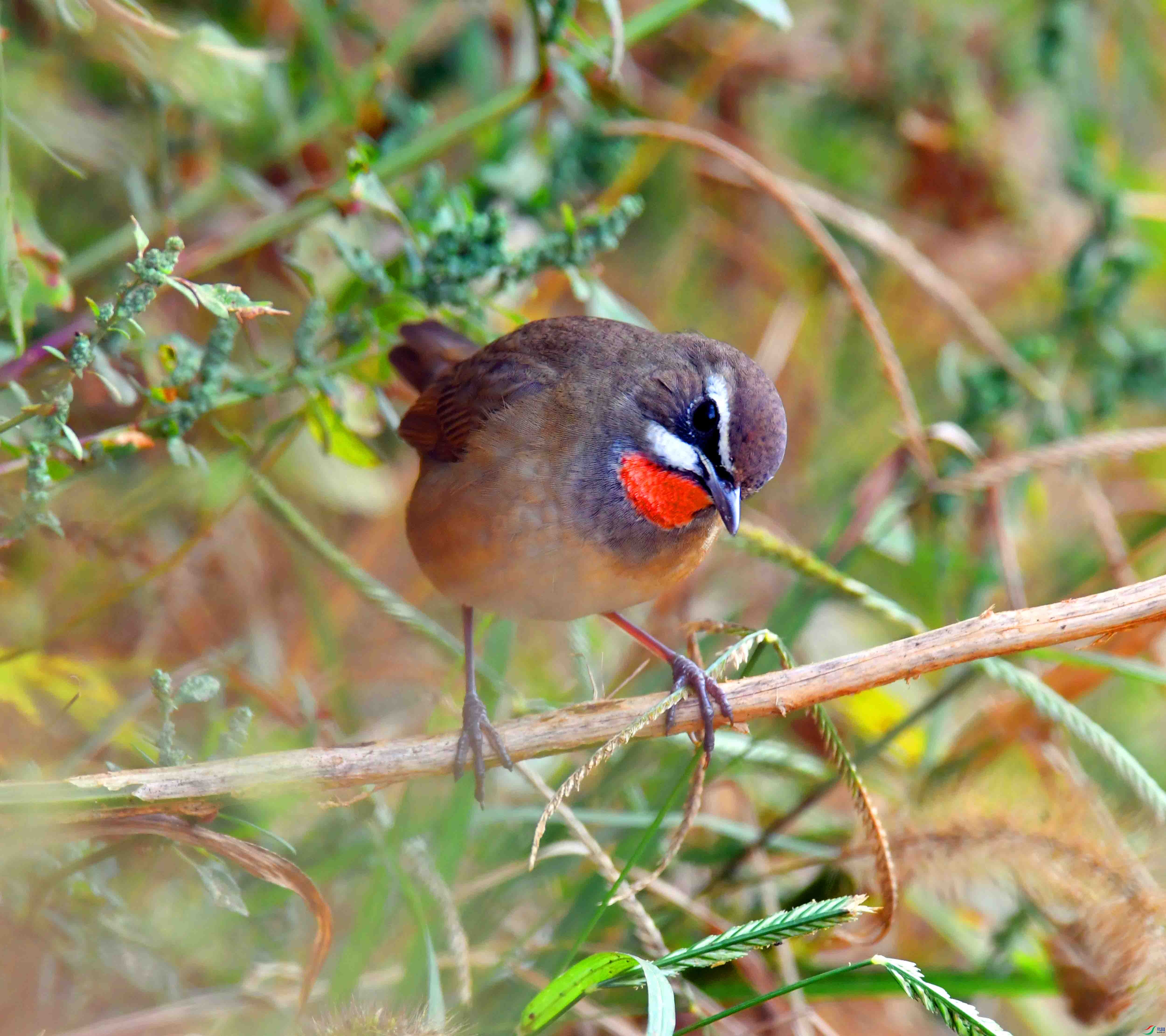 DSC_4228.JPG