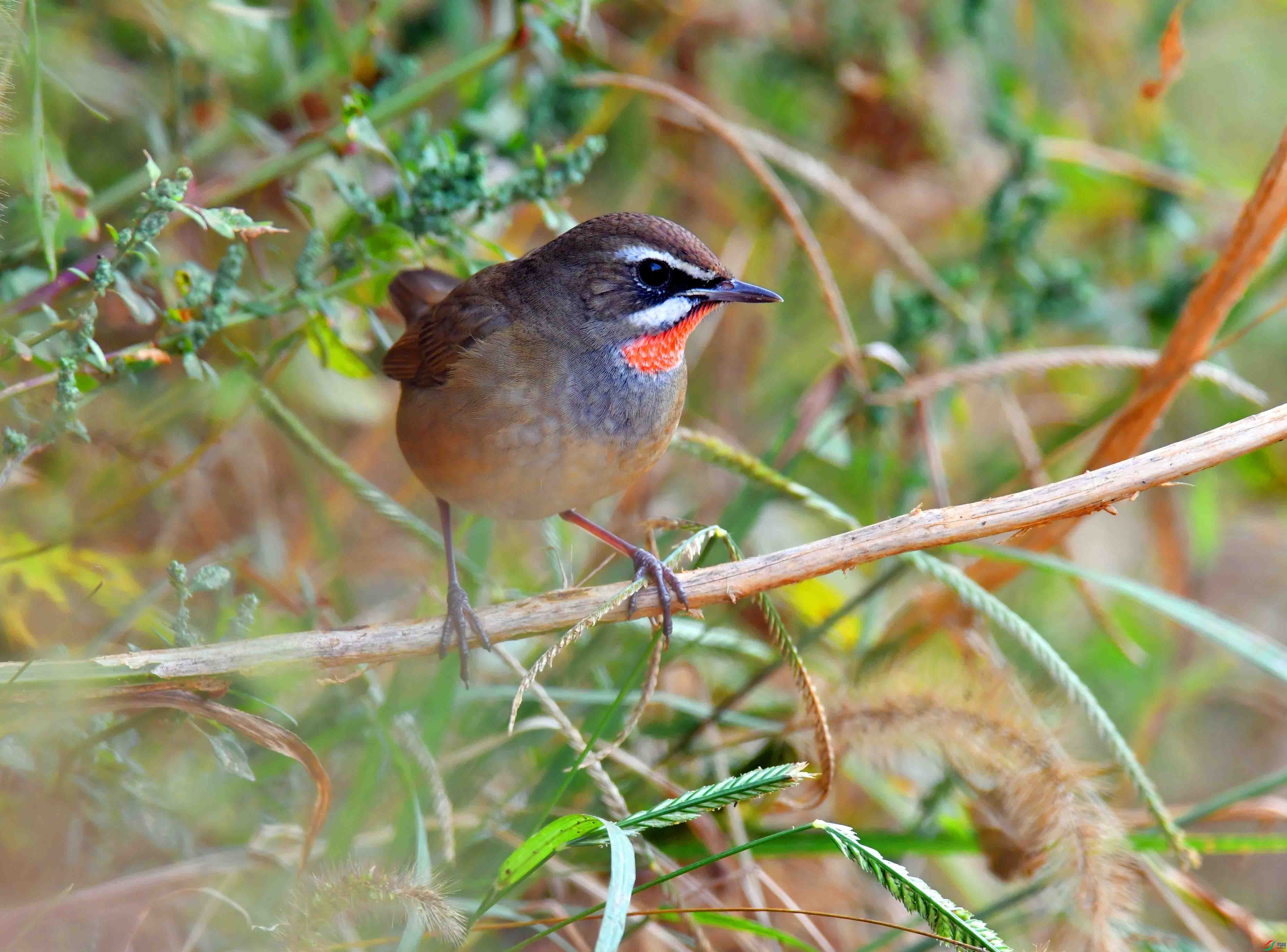 DSC_4221.JPG