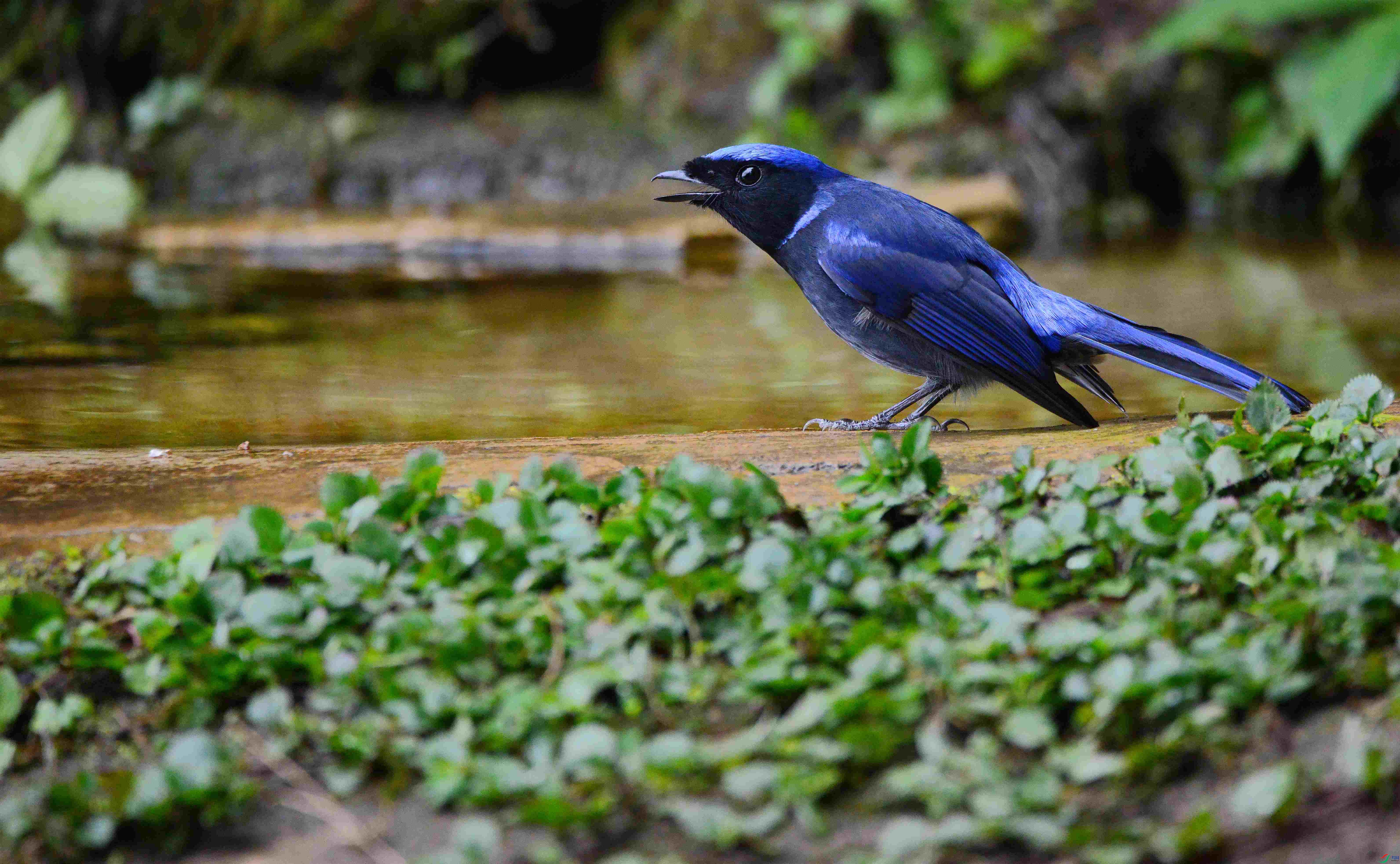 DSC_9532.JPG