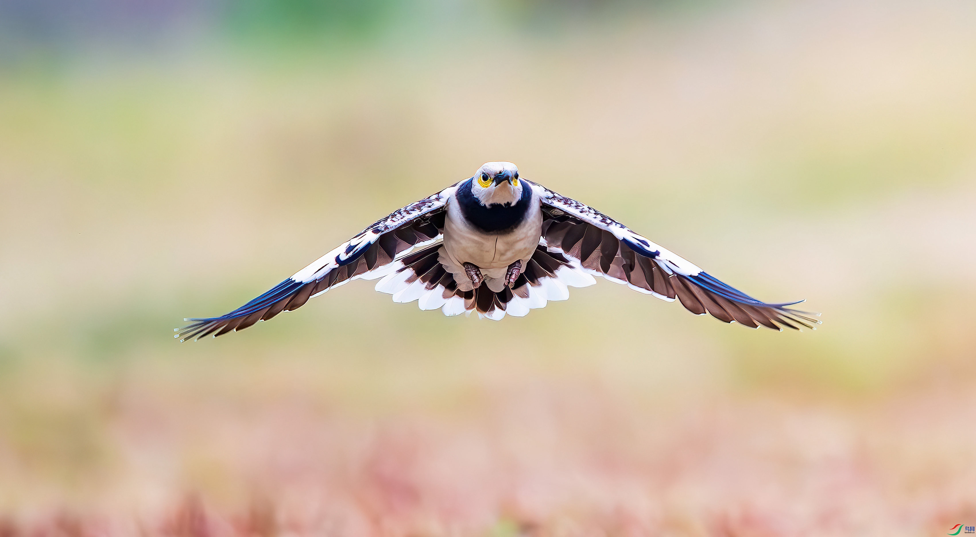 _DSC8227-����ǿ-NR_1.JPG