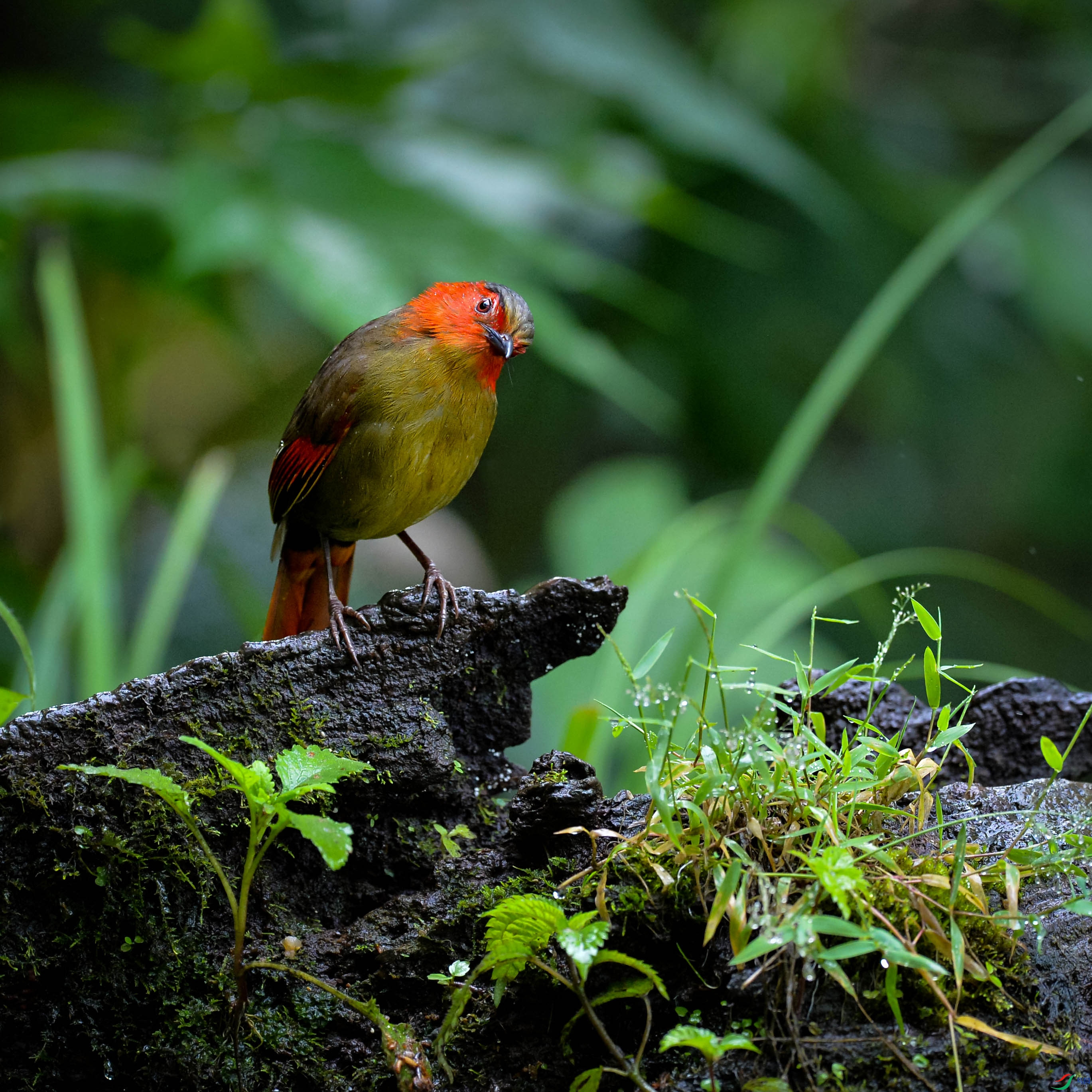 DSC_0090.jpg