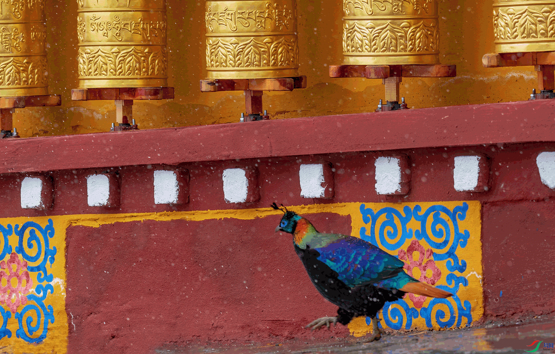 _DSC7961-1.gif
