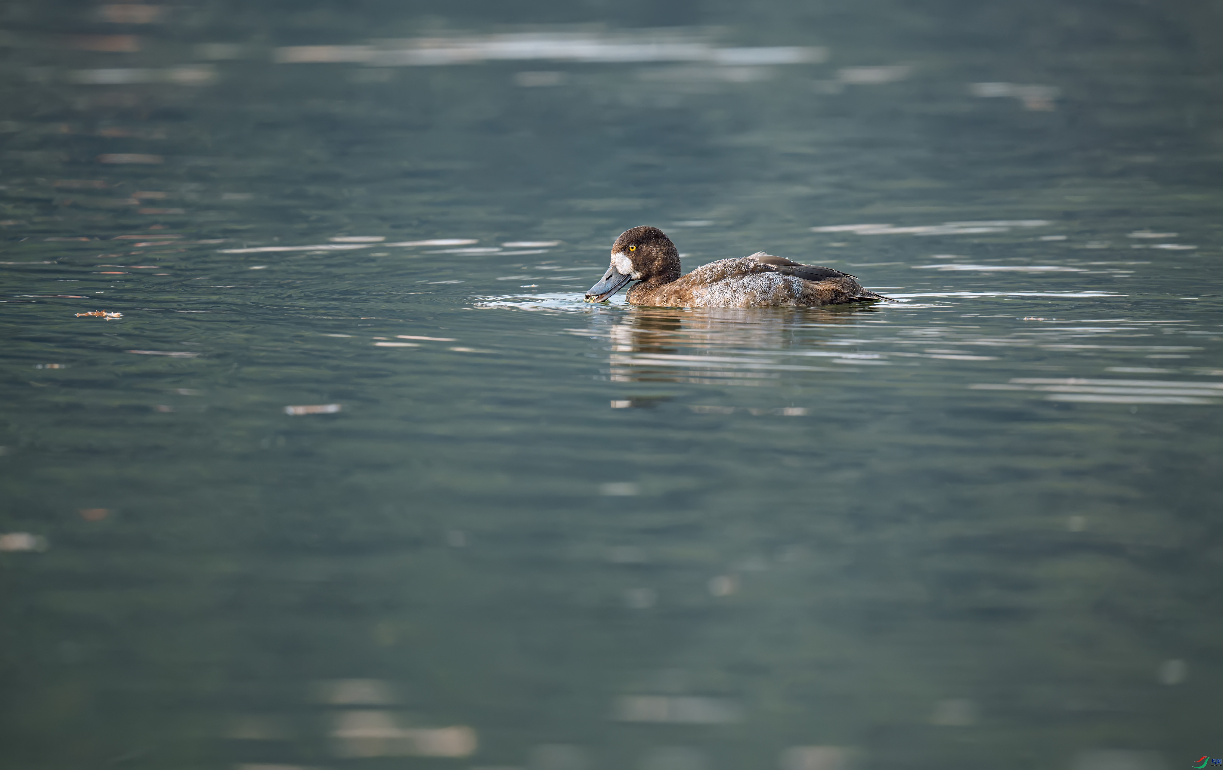 _DSC8465_DxO-����.jpg
