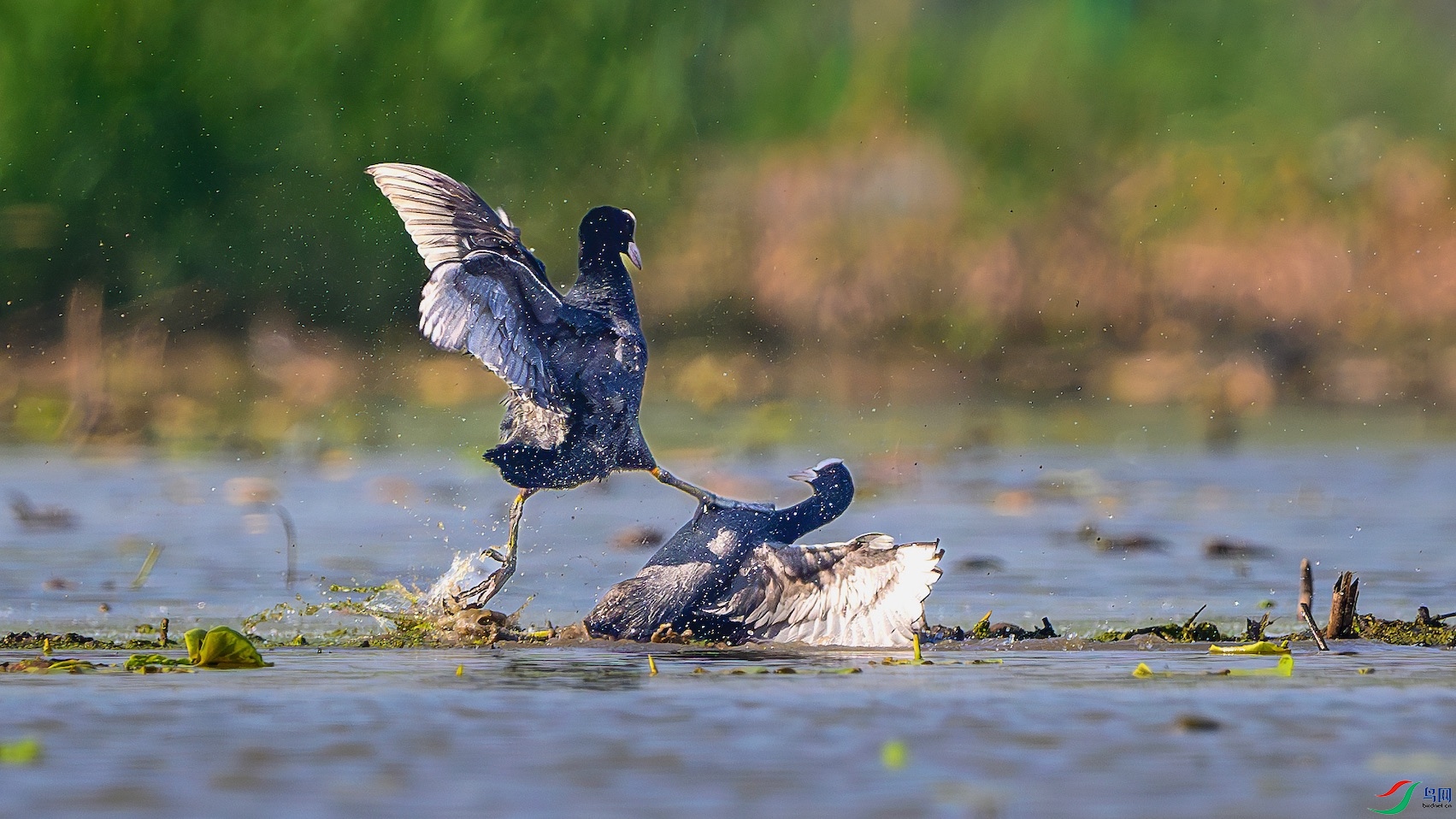 1_XXL6179-����ǿ-NR ����-1.jpeg