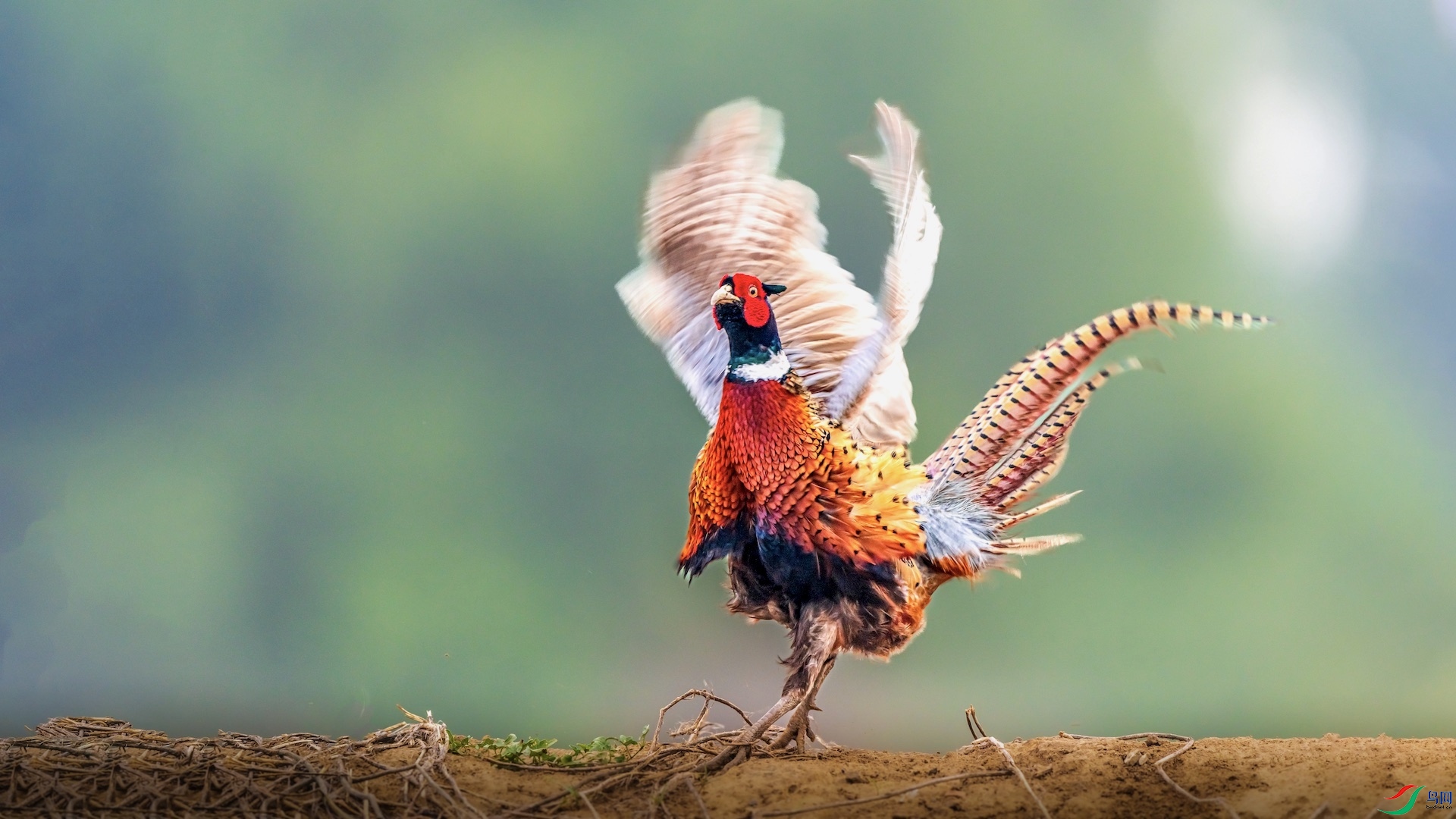 1XXI_2697 ����.jpeg