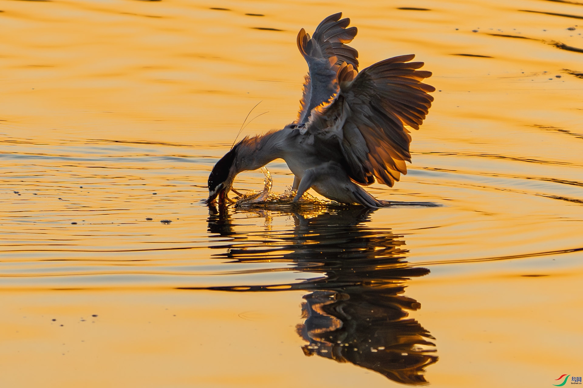 DSC06349-����ǿ-NR ����.jpg