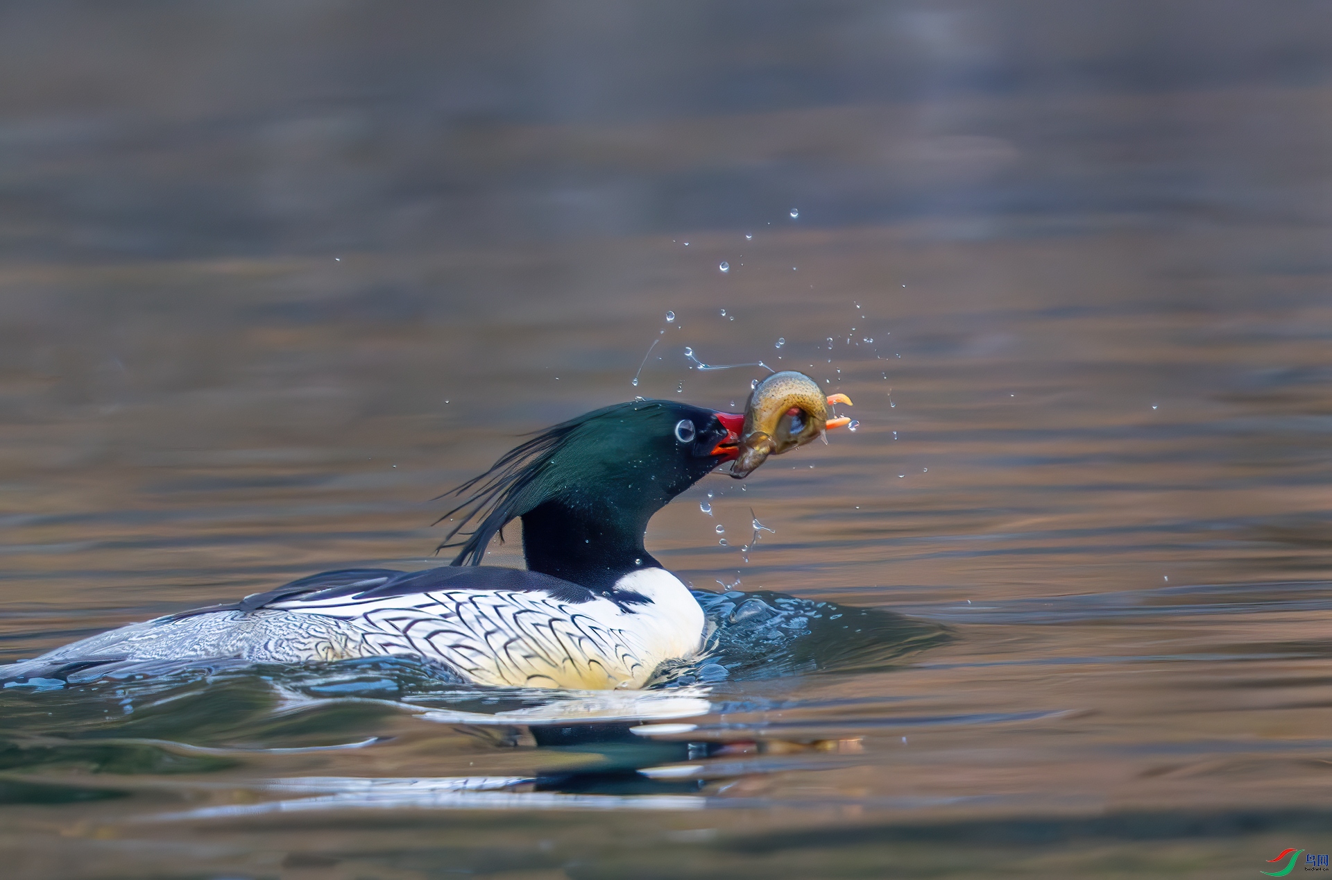 DSC_6263-1.jpg
