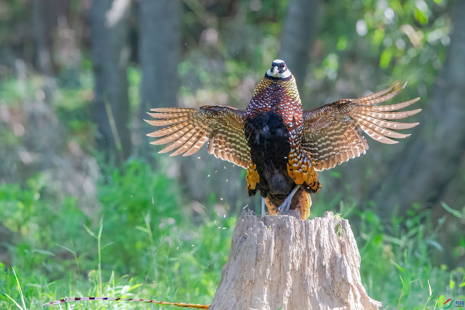 AQ4P0445-1.jpg