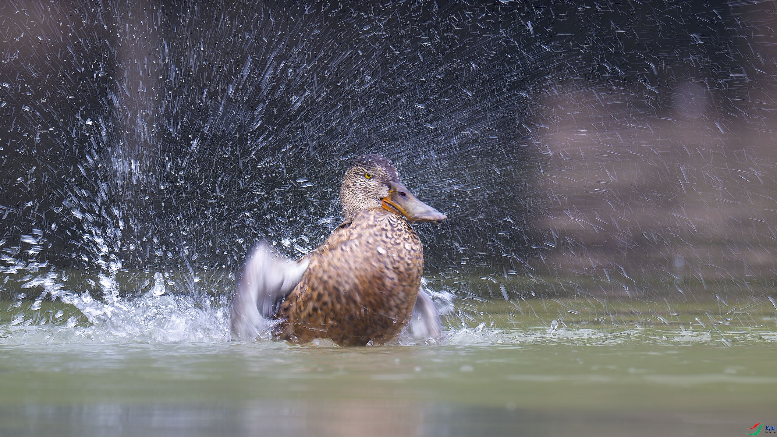 DSC_8891_DxO.jpg