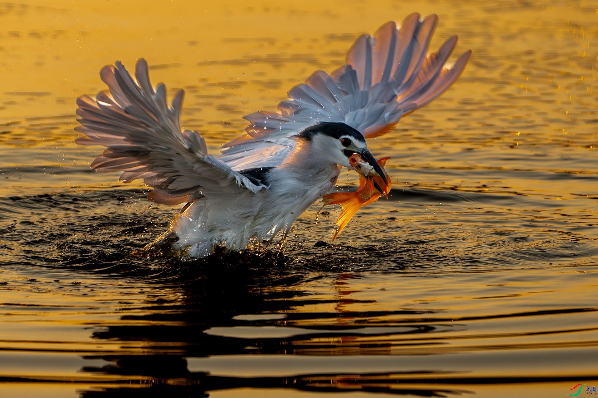 DSC06491-����ǿ-NR ����.jpg