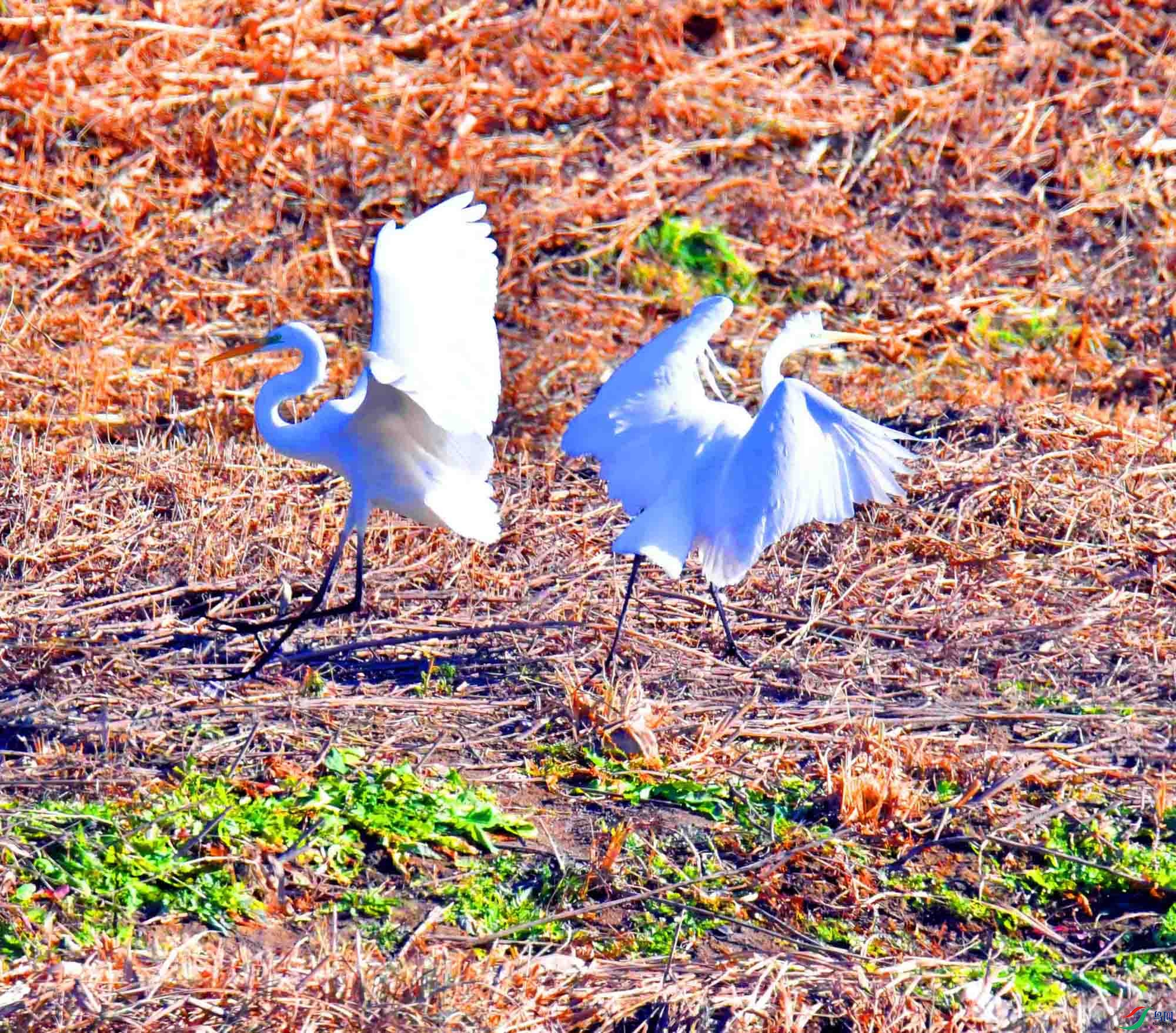 DSC_6458.JPG