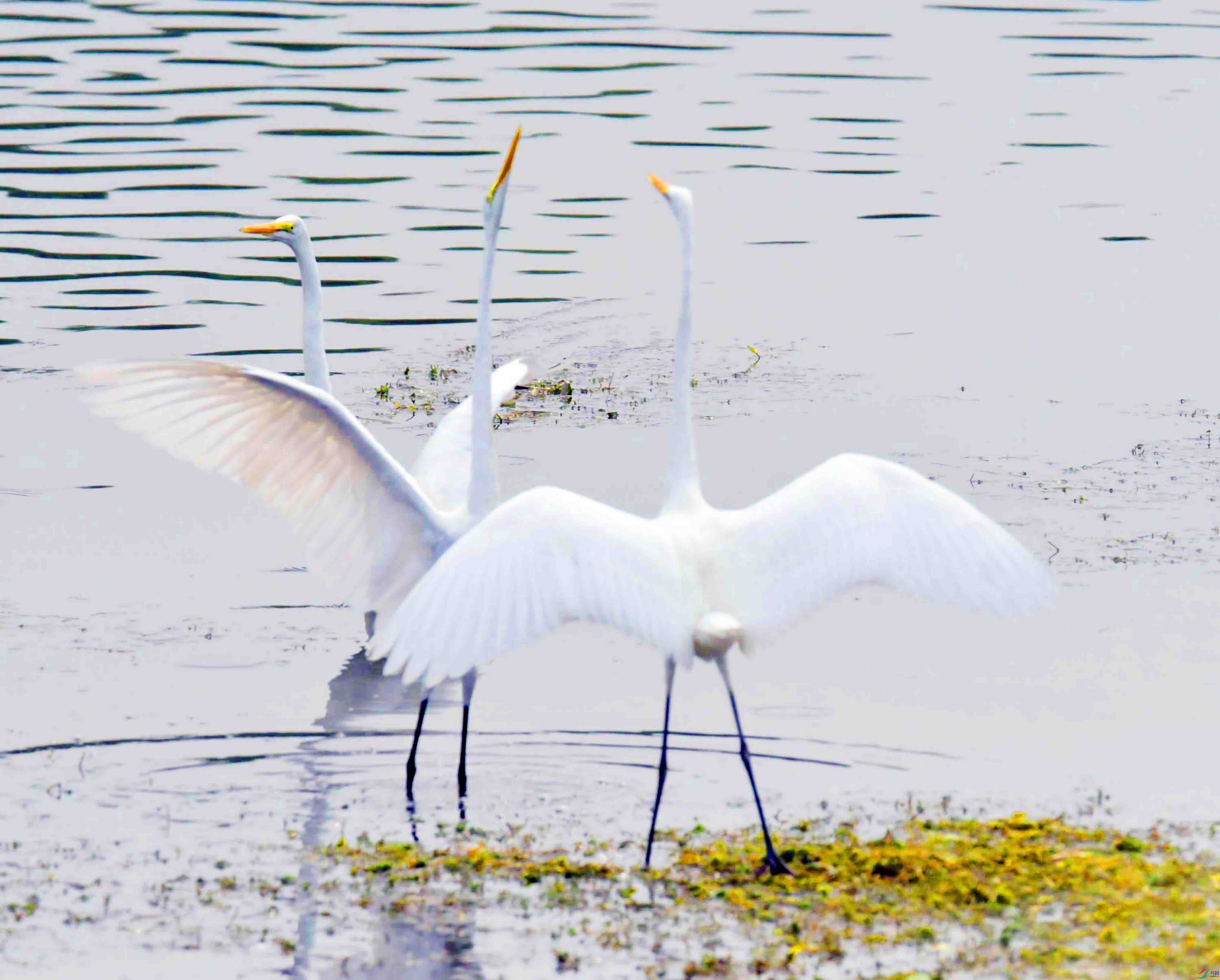 DSC_6856.JPG