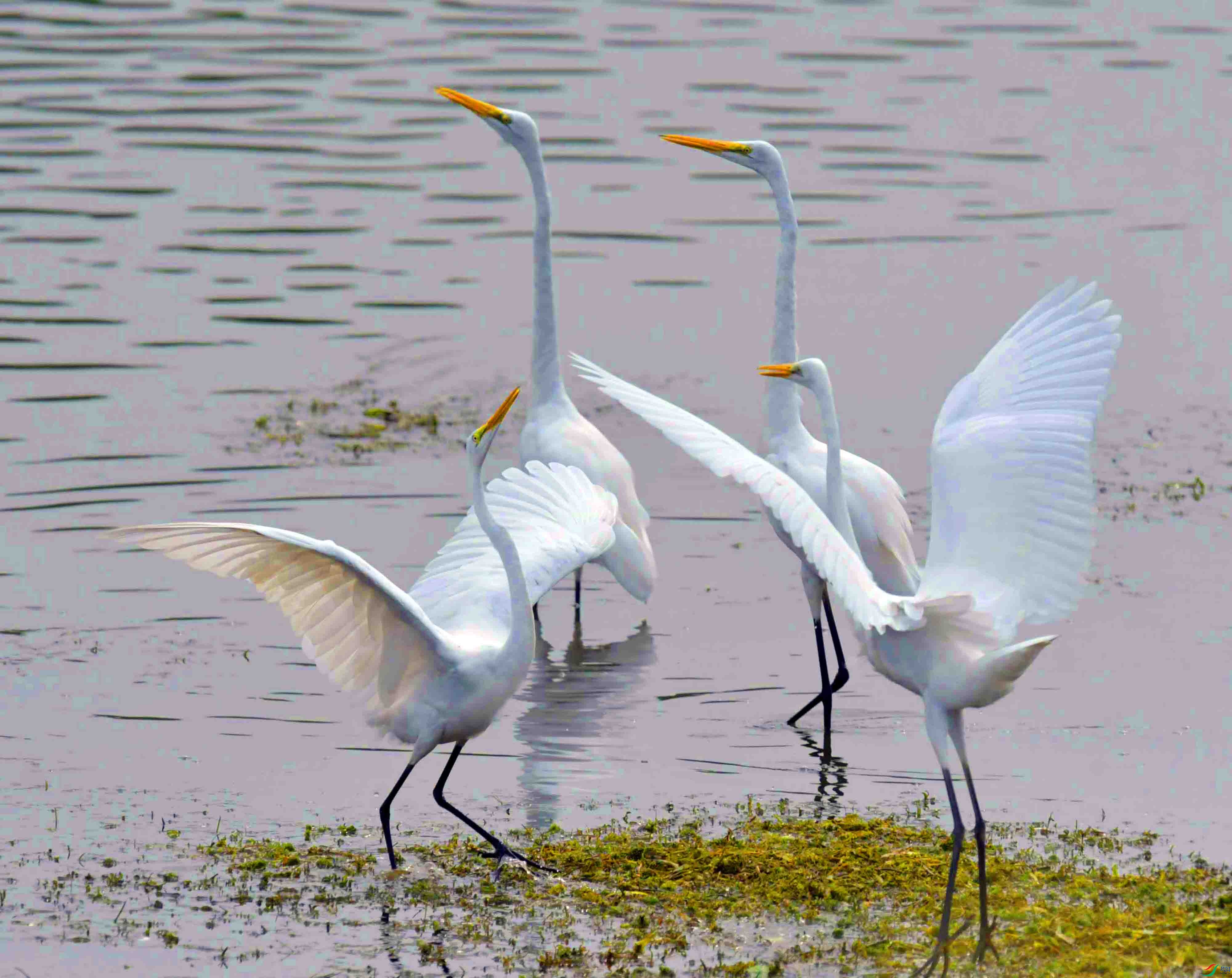 DSC_6881.JPG
