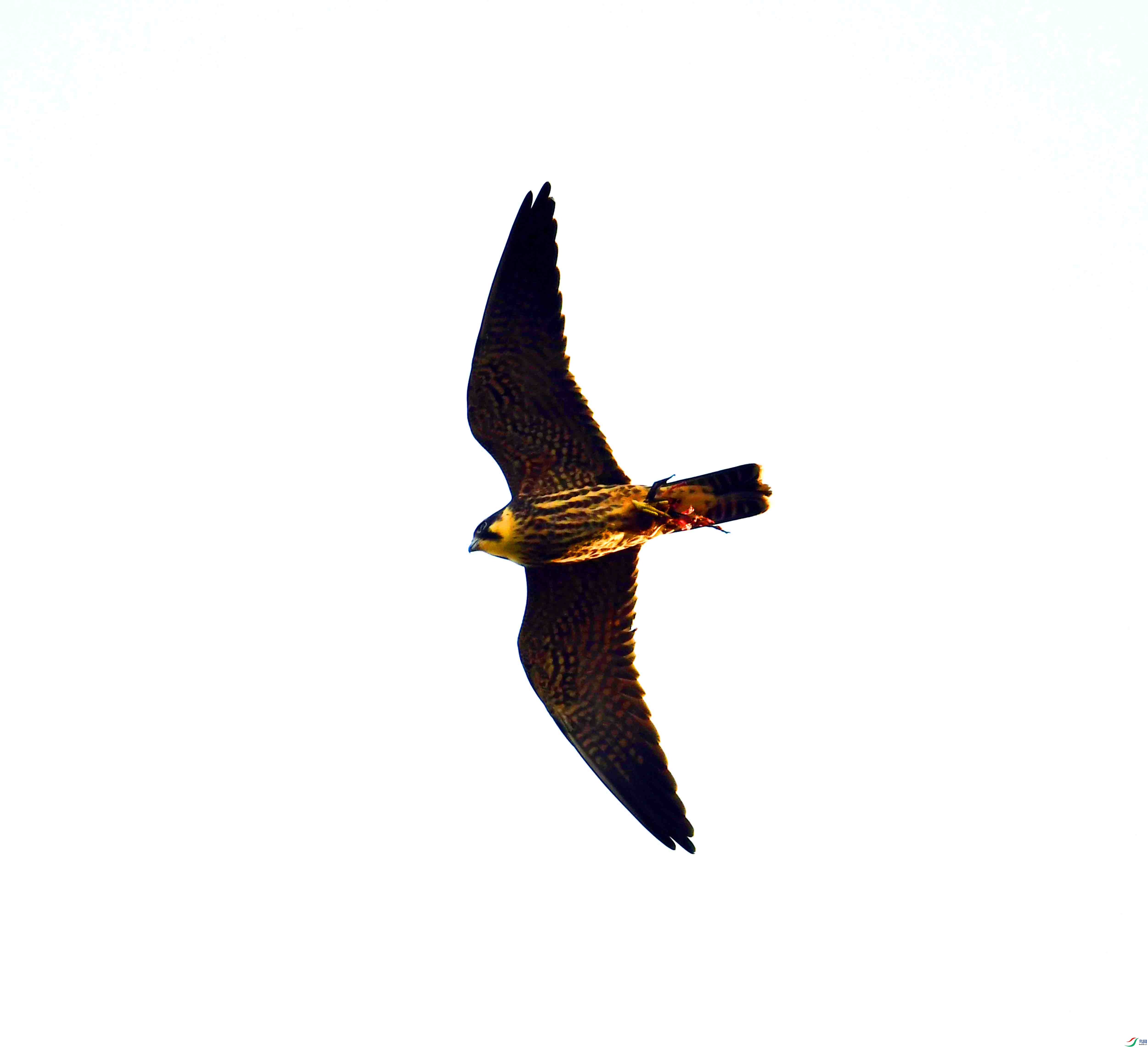 DSC_3477.JPG