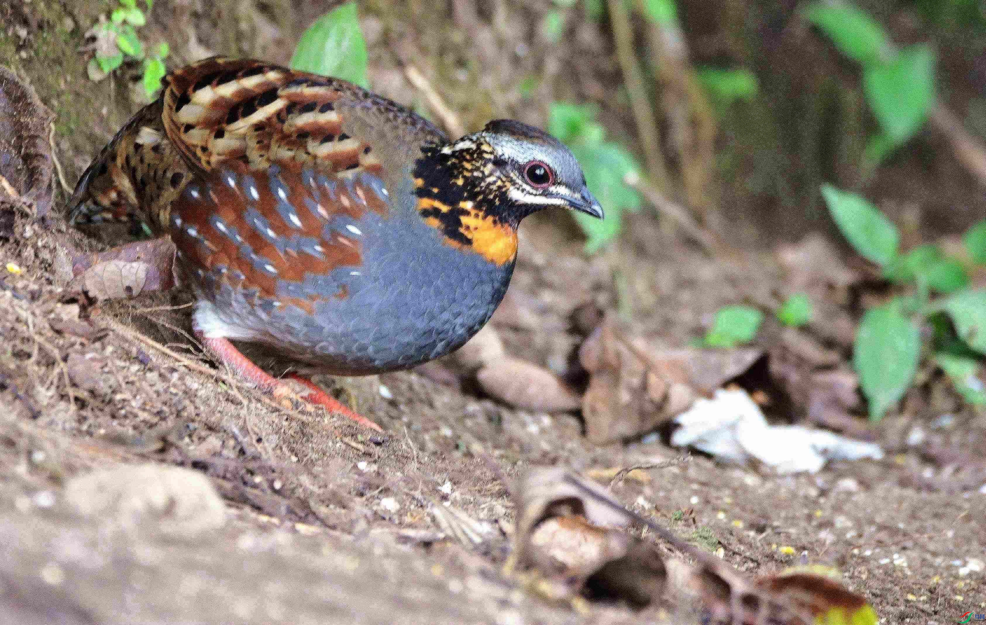 DSC_4247.JPG