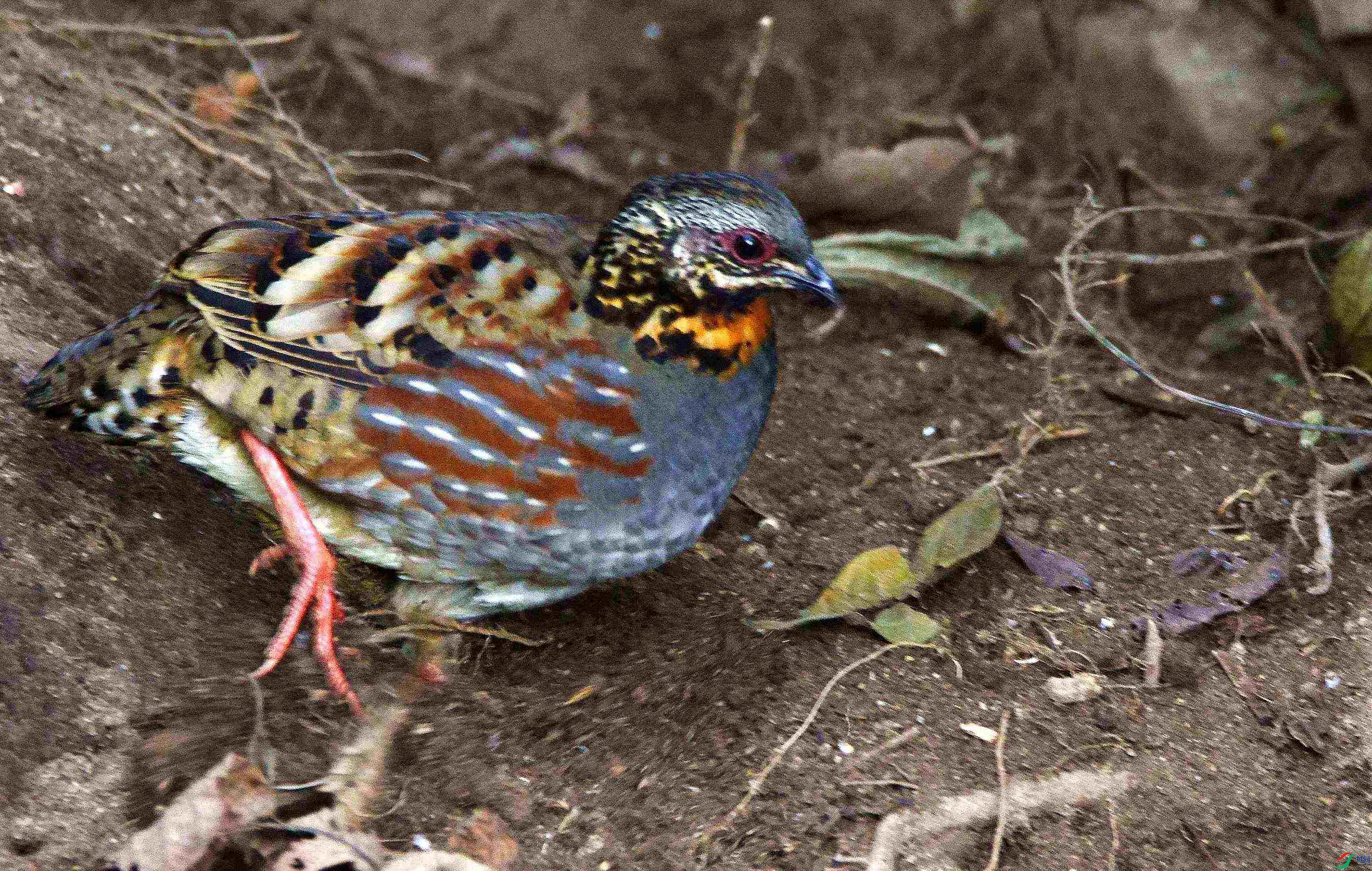 DSC_4343.JPG