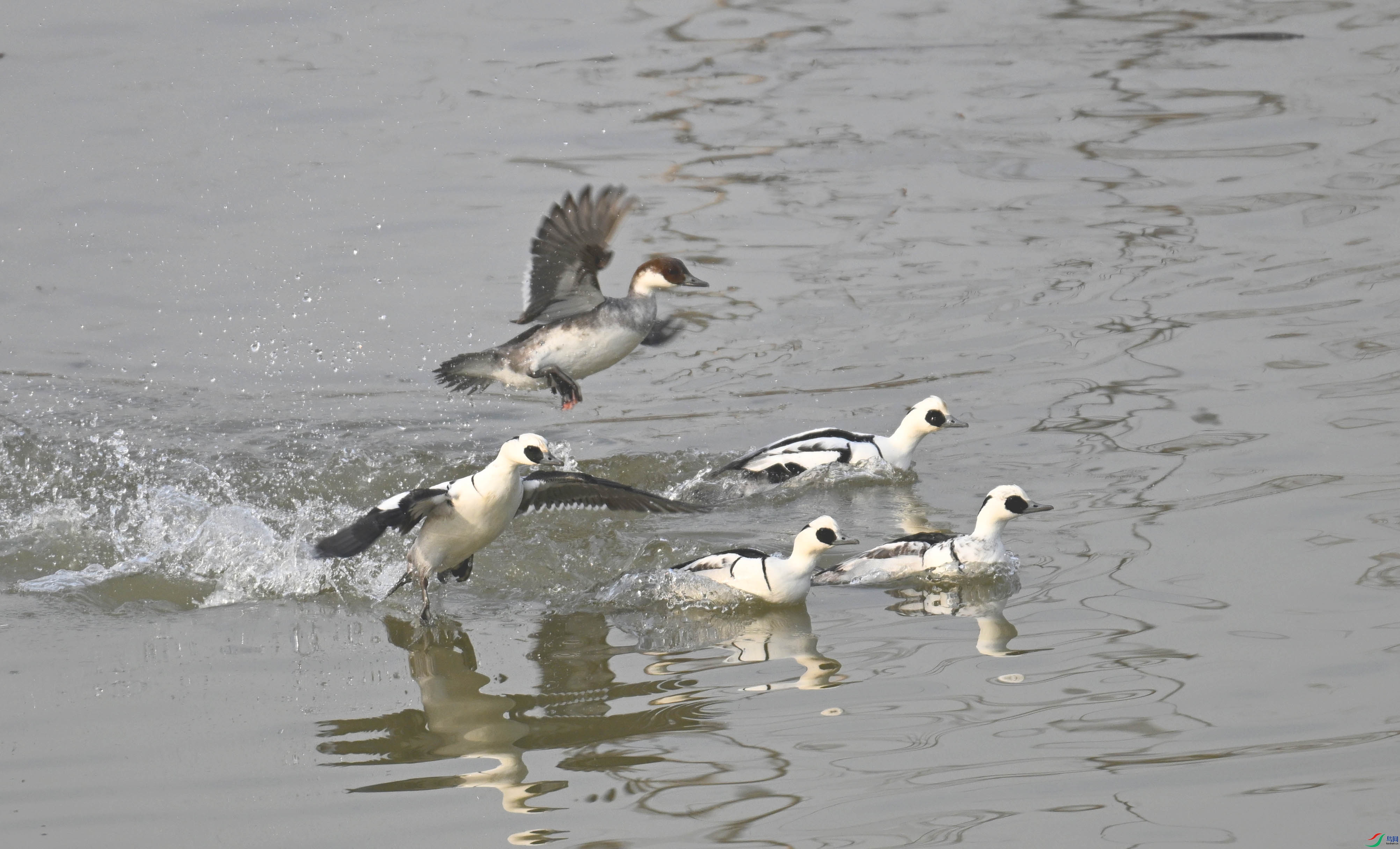 DSC_4394 ����.jpg