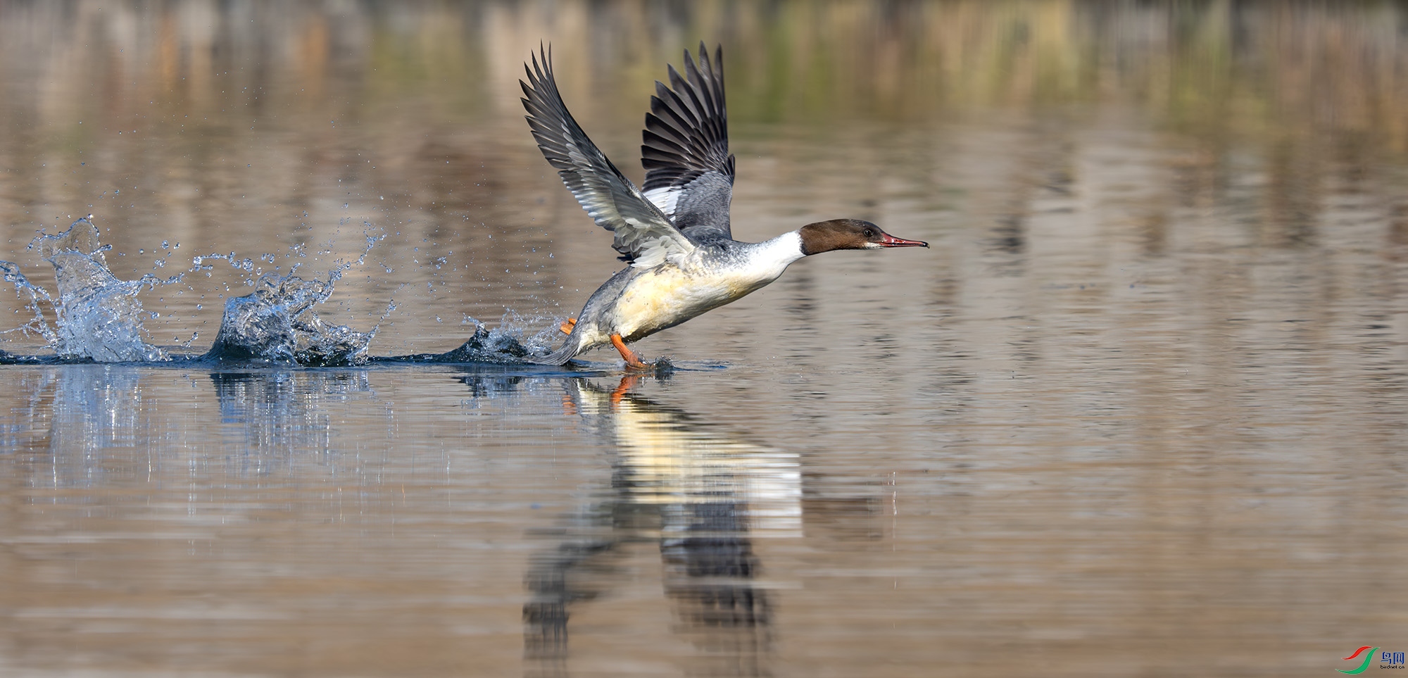 DSC_9817-����ǿ-NR ����.jpg