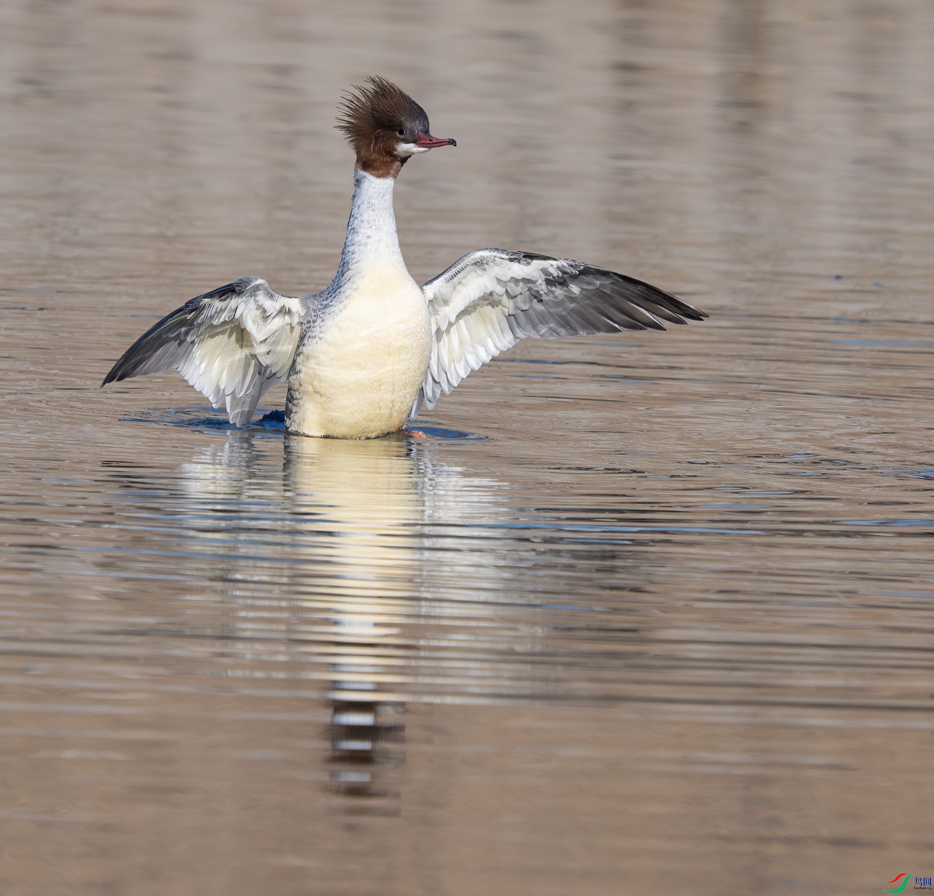 DSC_9743-����ǿ-NR ����.jpg