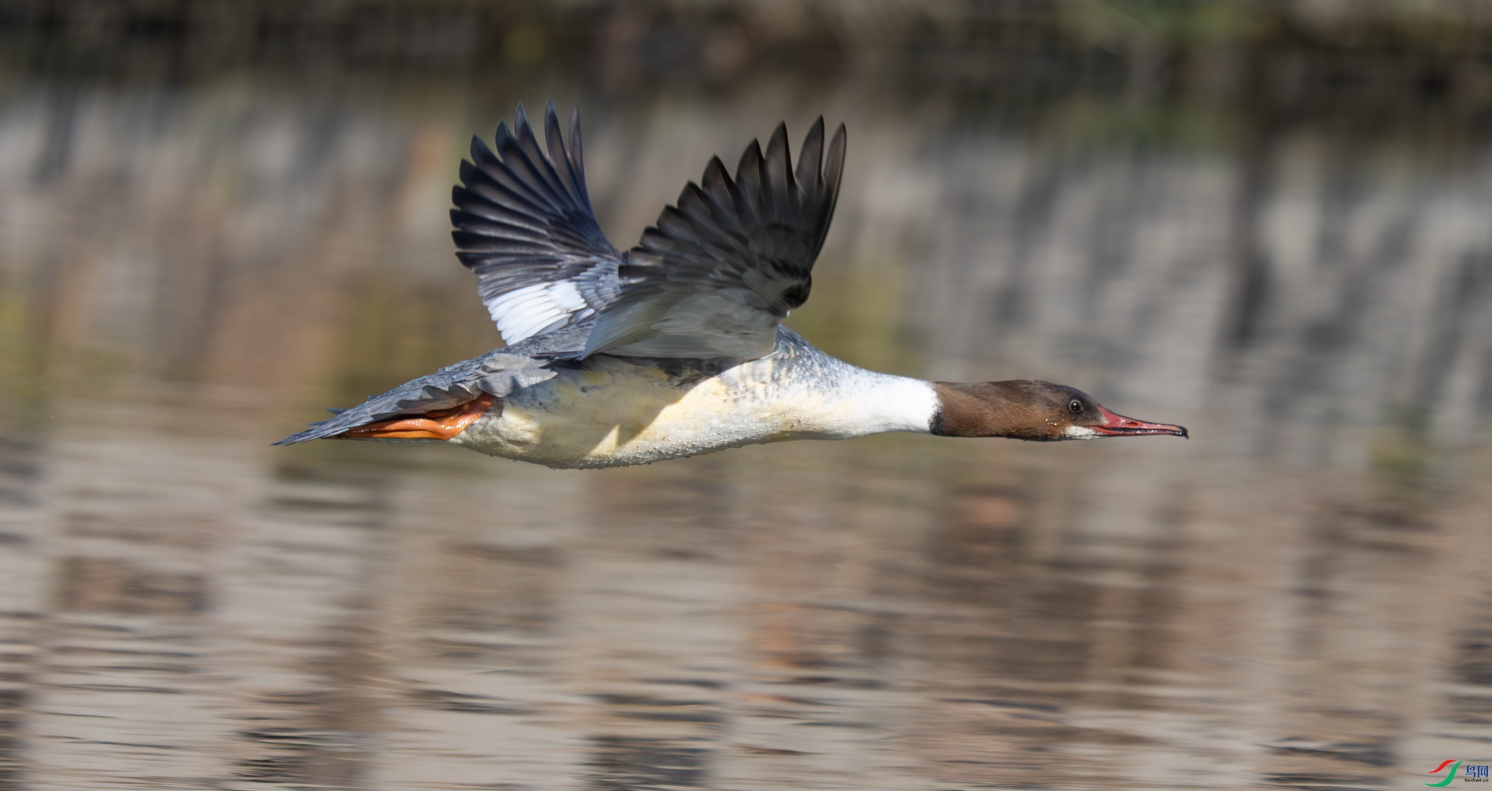 DSC_9868-����ǿ-NR ����.jpg