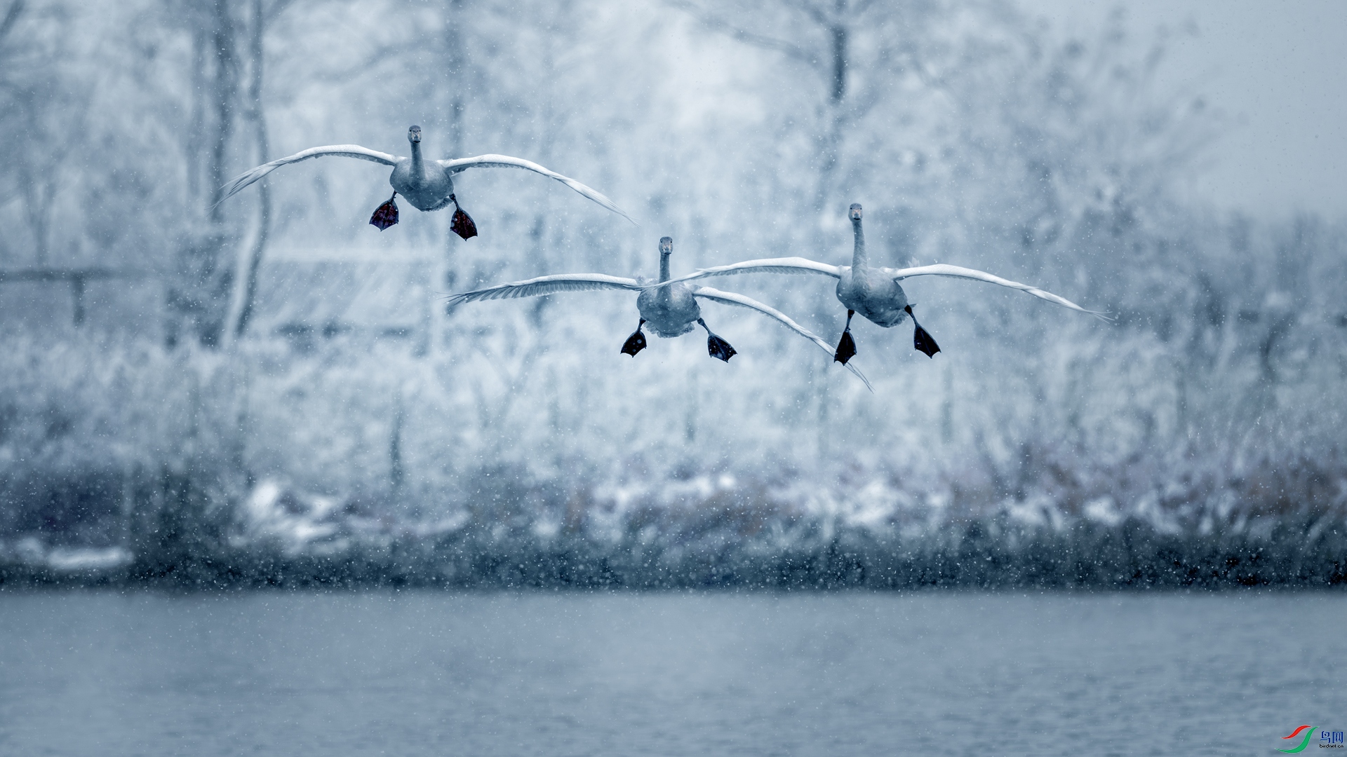 ��ѩ������