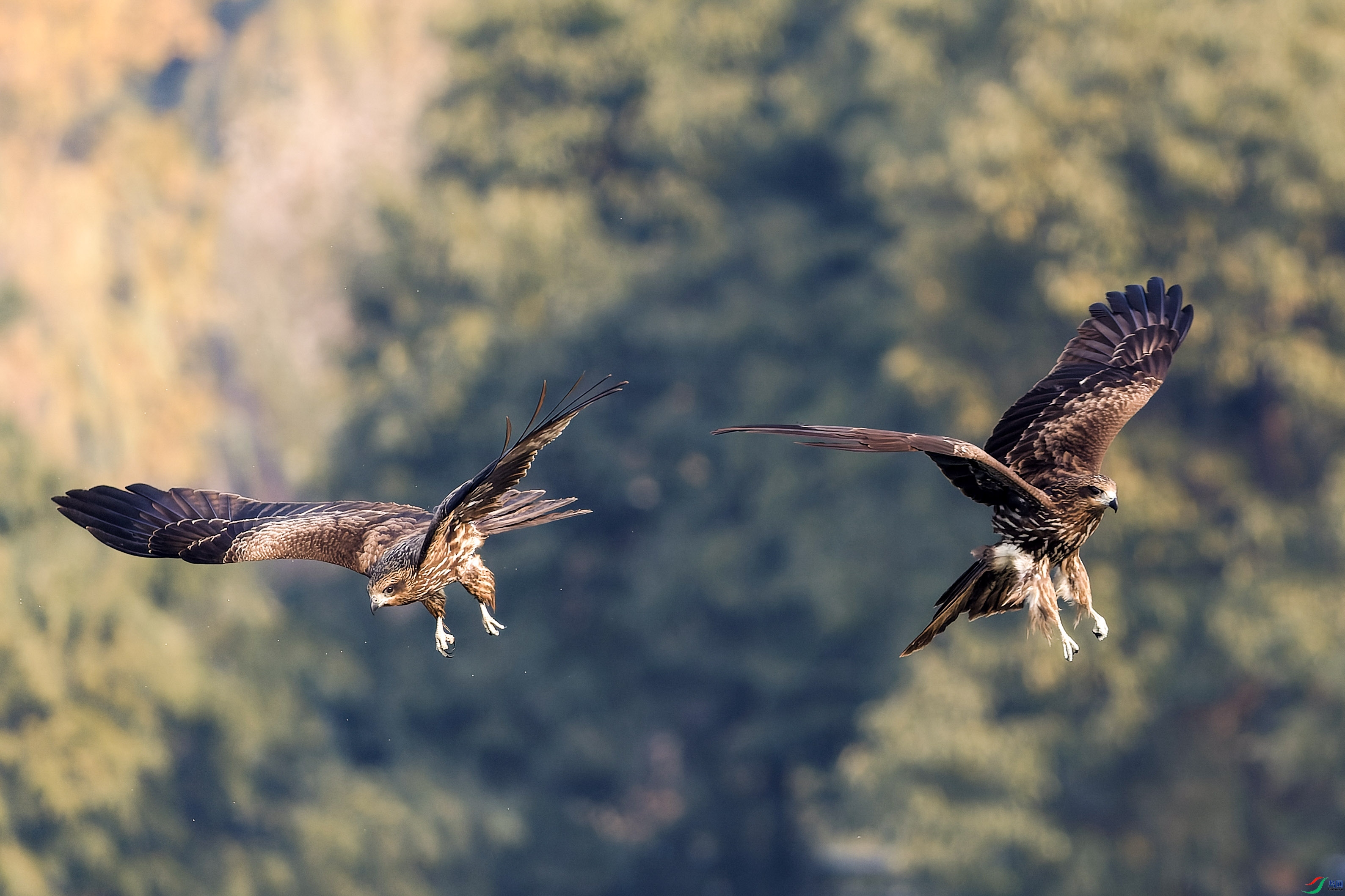 2X2_0537-CR2_DxO_DeepPRIME-1.jpg