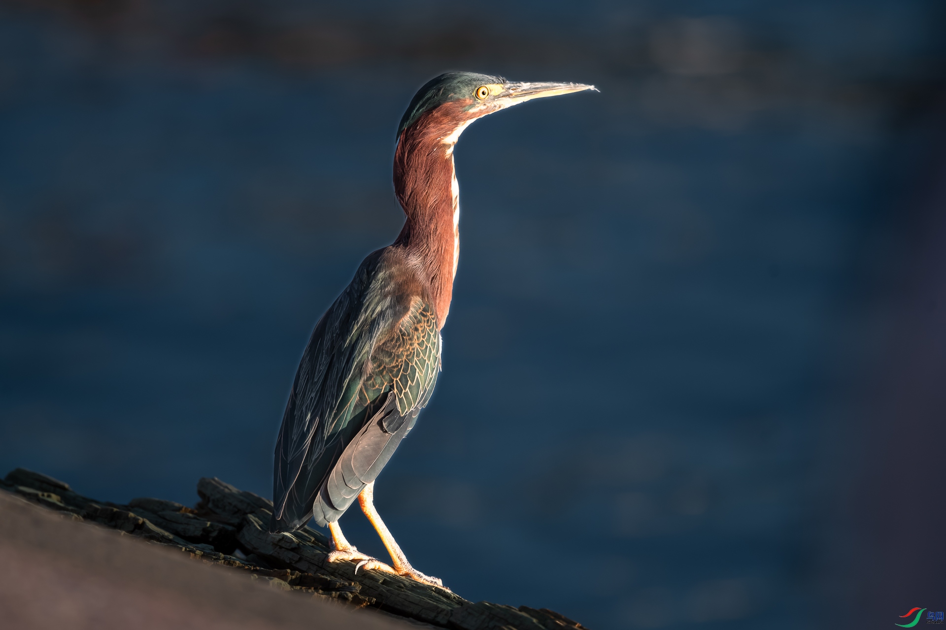 DSC_1719-����ǿ-NR_1.jpg