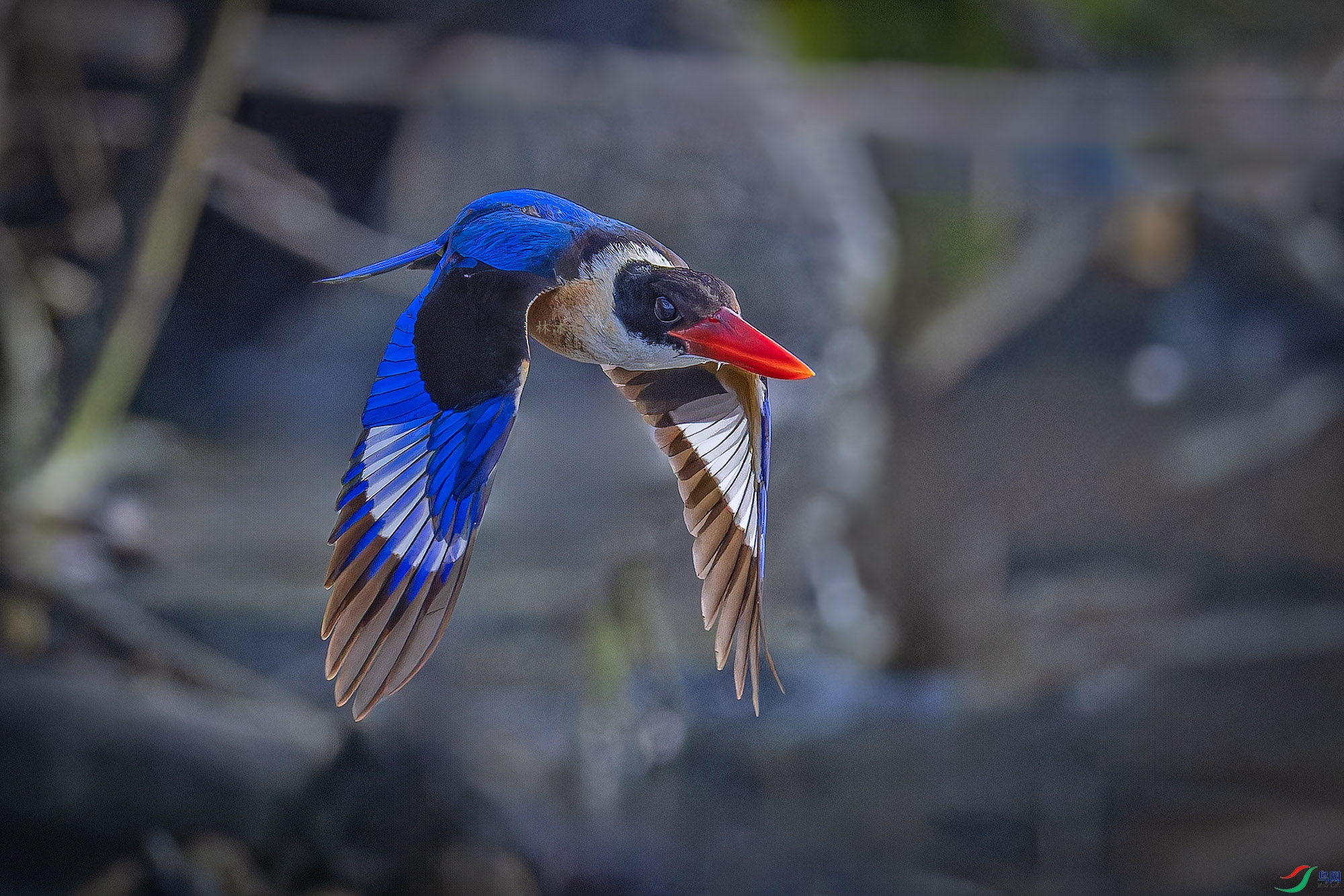 _97A4637-CR3 copy.jpg