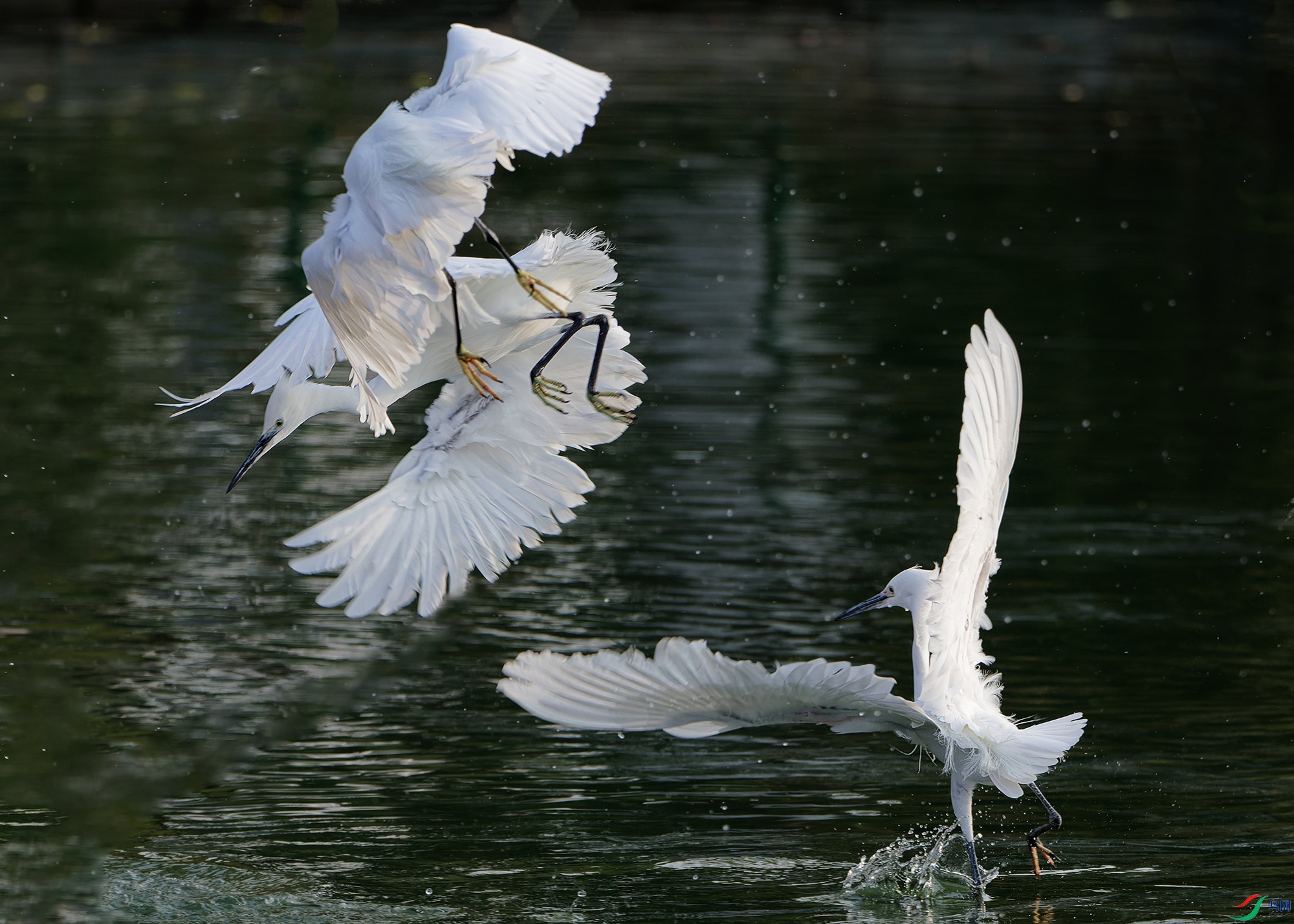 DSC_7200.jpg