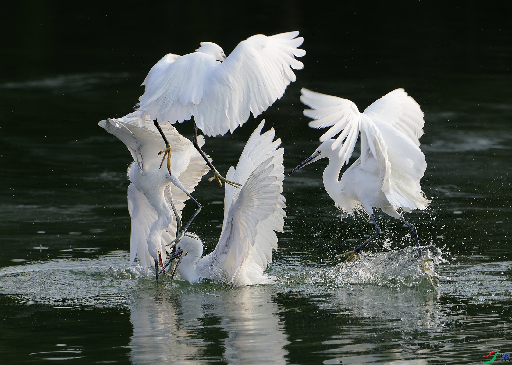 DSC_7216.jpg