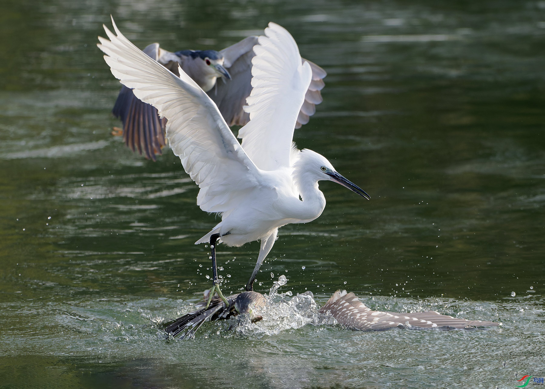 DSC_7302.jpg