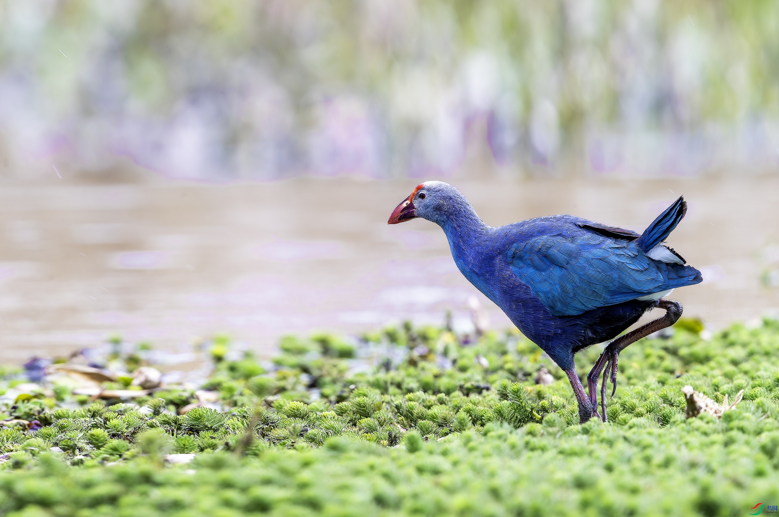 ��ˮ�� (2)-1.jpg