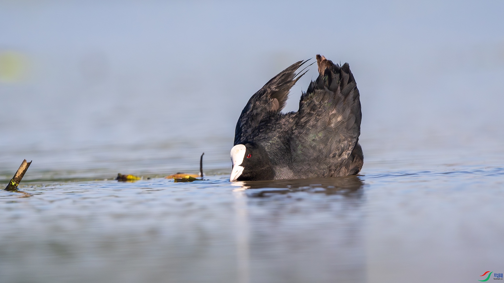 1_XXL1405-����ǿ-NR ����.jpeg