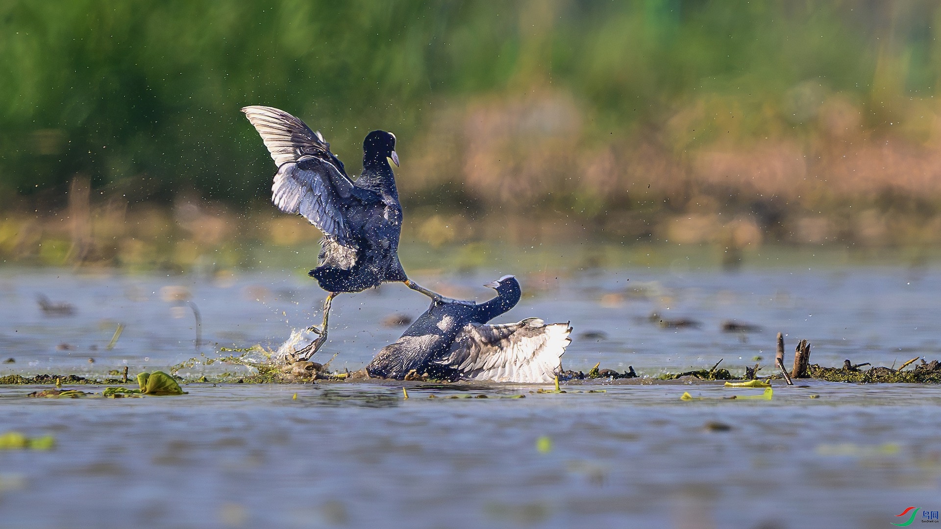 1_XXL6179-����ǿ-NR ����.jpeg