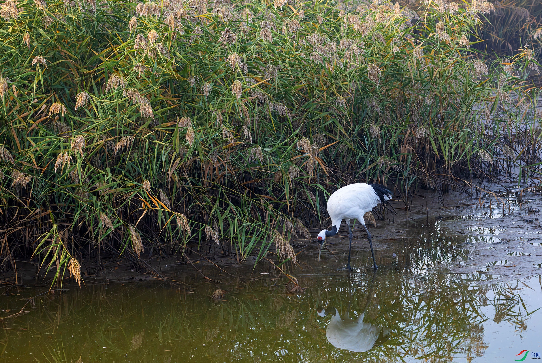 DSC_1682d.jpg