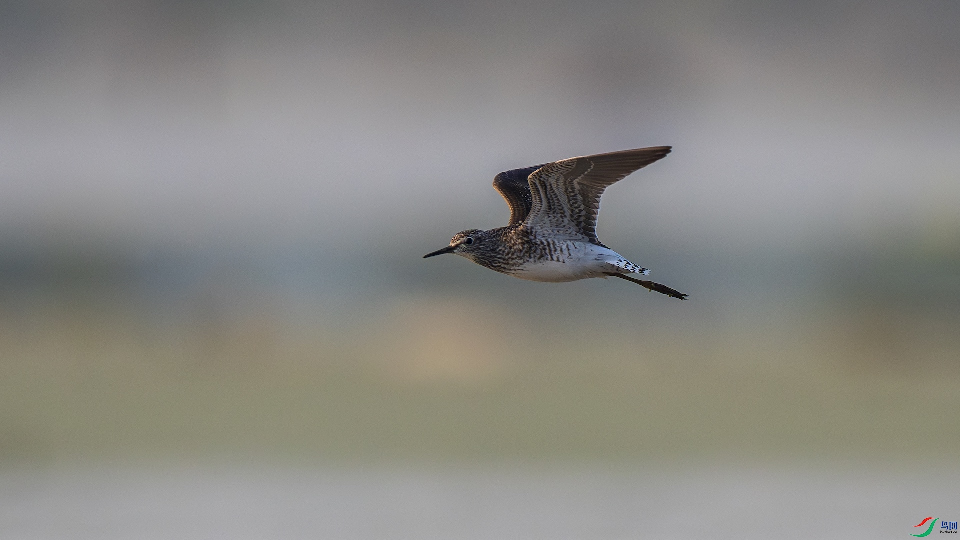 1-8_XXL8683-����ǿ-NR ����.jpeg