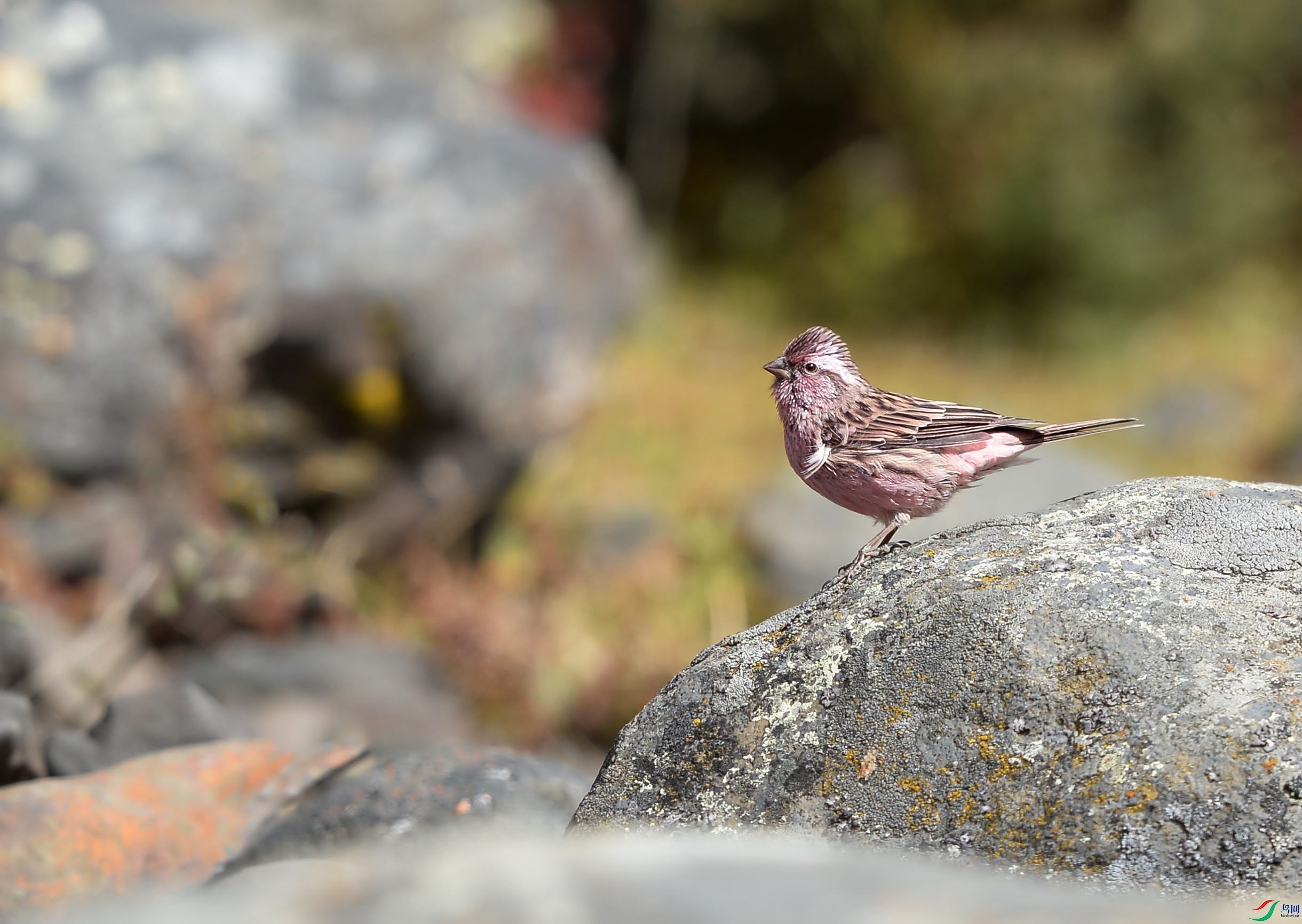 DSC_8539.jpg