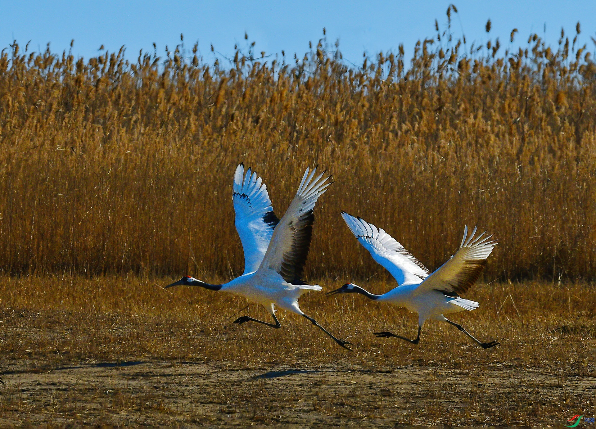DSC_1032 -1.jpg